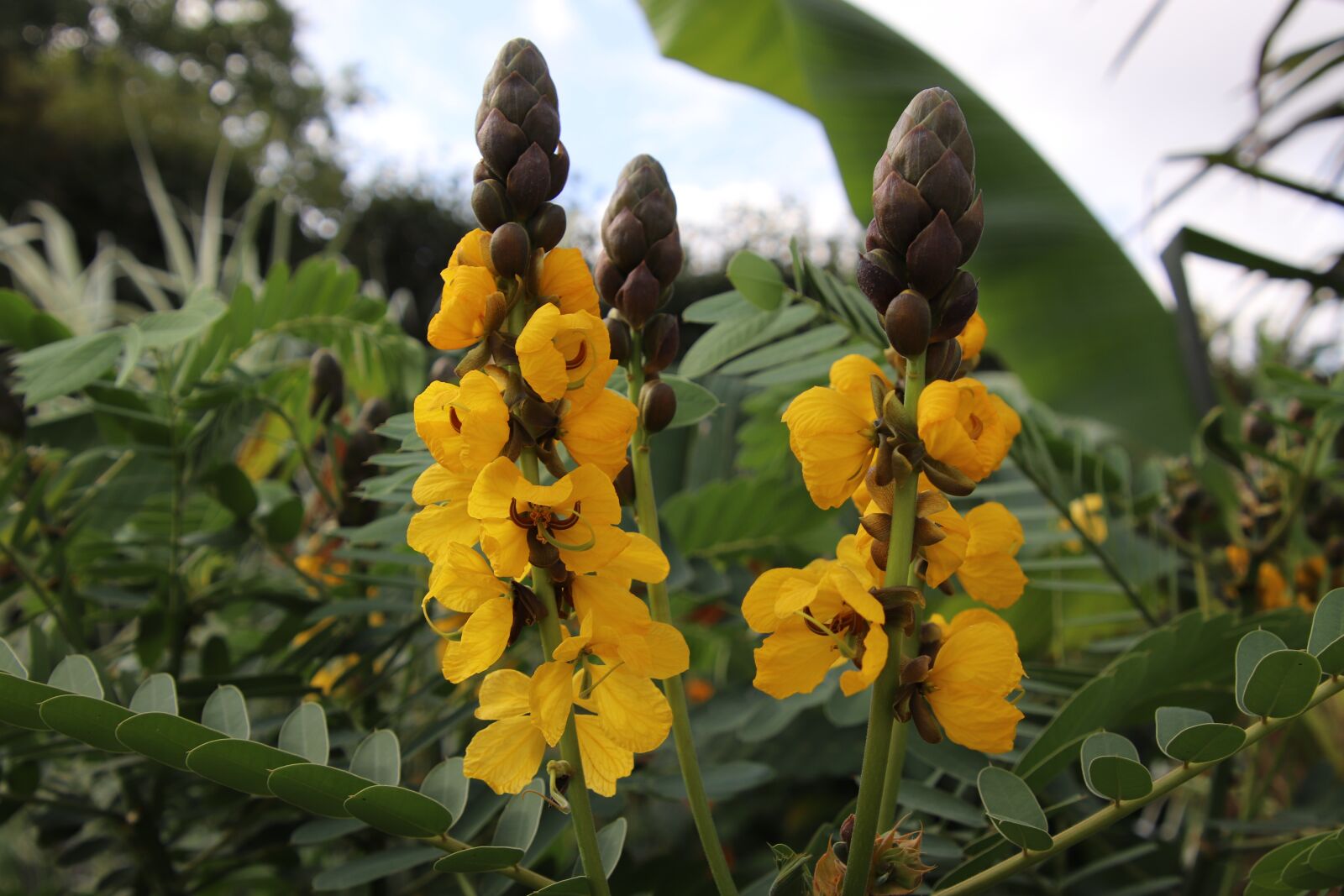 Canon EOS 800D (EOS Rebel T7i / EOS Kiss X9i) sample photo. Flowers, yellow, nature photography