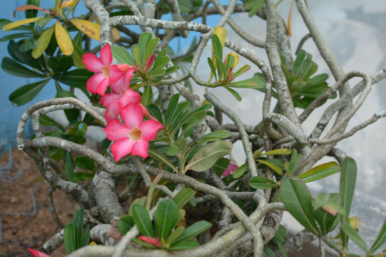 Nikon D7100 sample photo. Porcelain flowers, beautiful porcelain photography