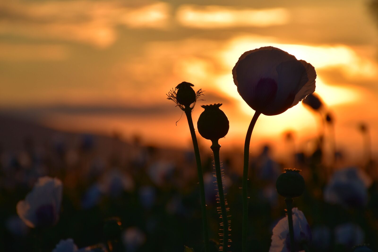 Nikon D5500 sample photo. Poppies, sunset, landscape photography