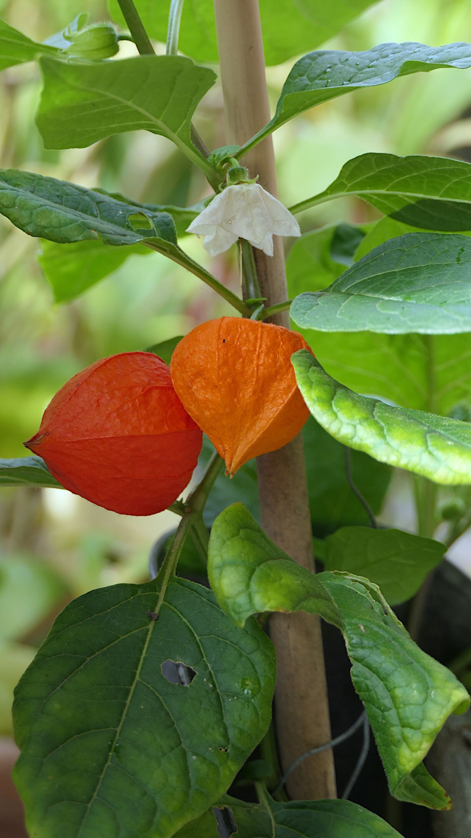 Panasonic Lumix DMC-FZ2500 (Lumix DMC-FZ2000) sample photo. Chinese lantern plant, lampion photography
