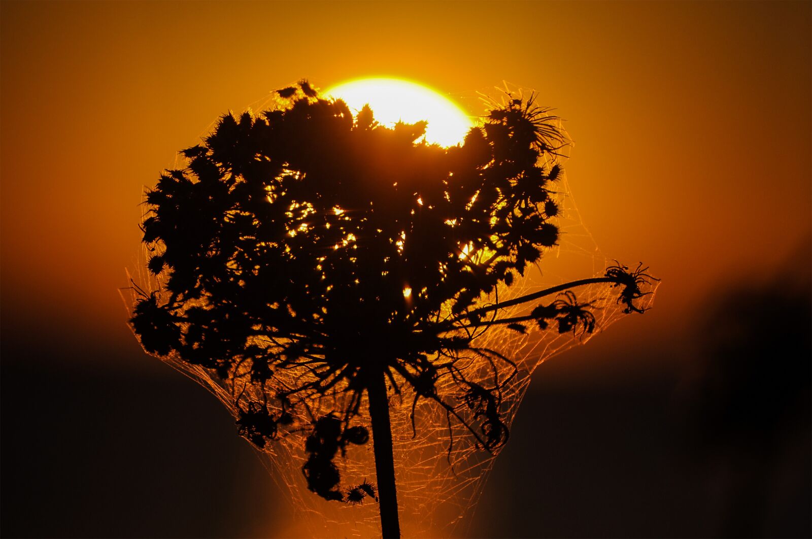 Nikon D90 sample photo. Backlighting, sunset, flower photography