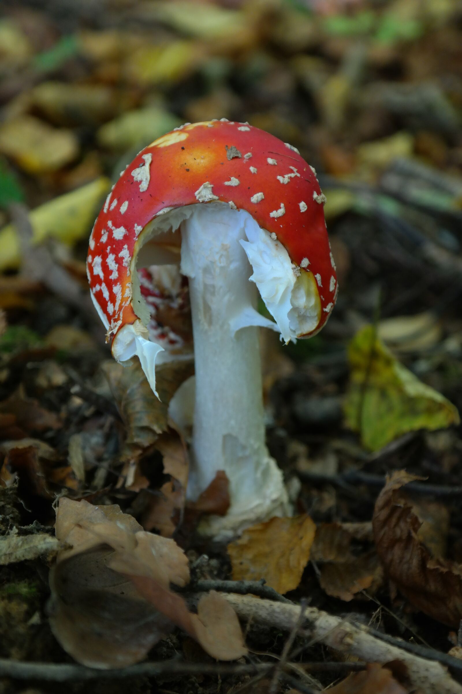 Samsung NX300 sample photo. Fly agaric, mushroom, toxic photography