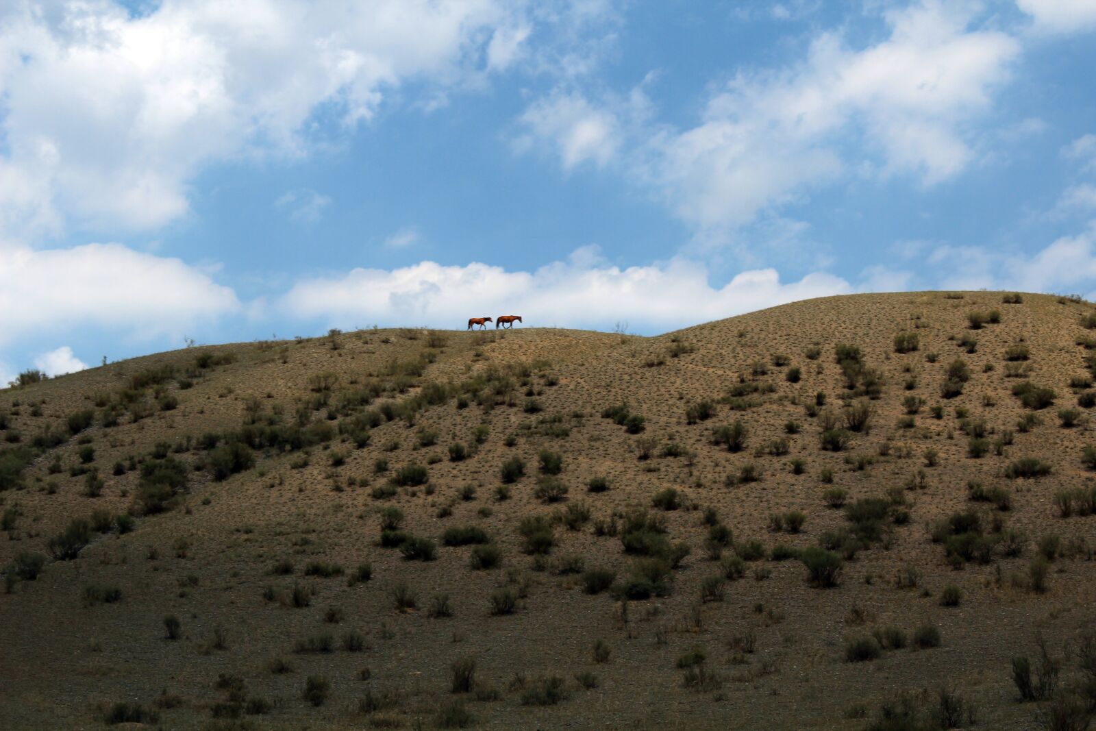 Canon EOS 600D (Rebel EOS T3i / EOS Kiss X5) sample photo. Altai, horses, horse photography