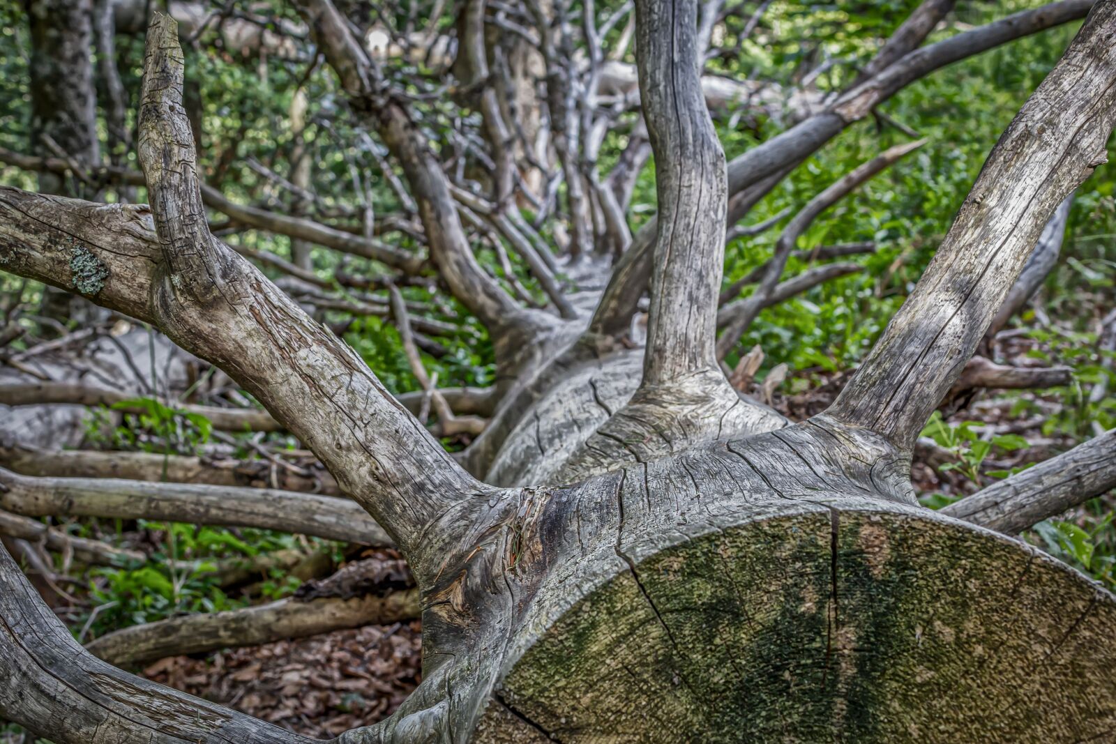 Canon EOS 60D sample photo. Tree, log, dry photography