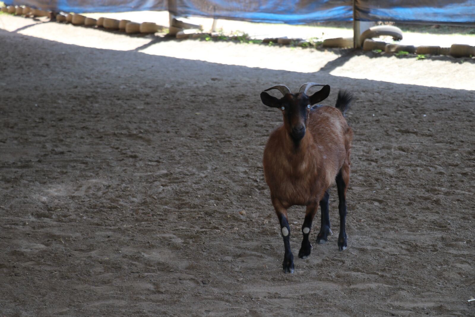 Canon EOS 80D sample photo. Goat, arena, farm photography