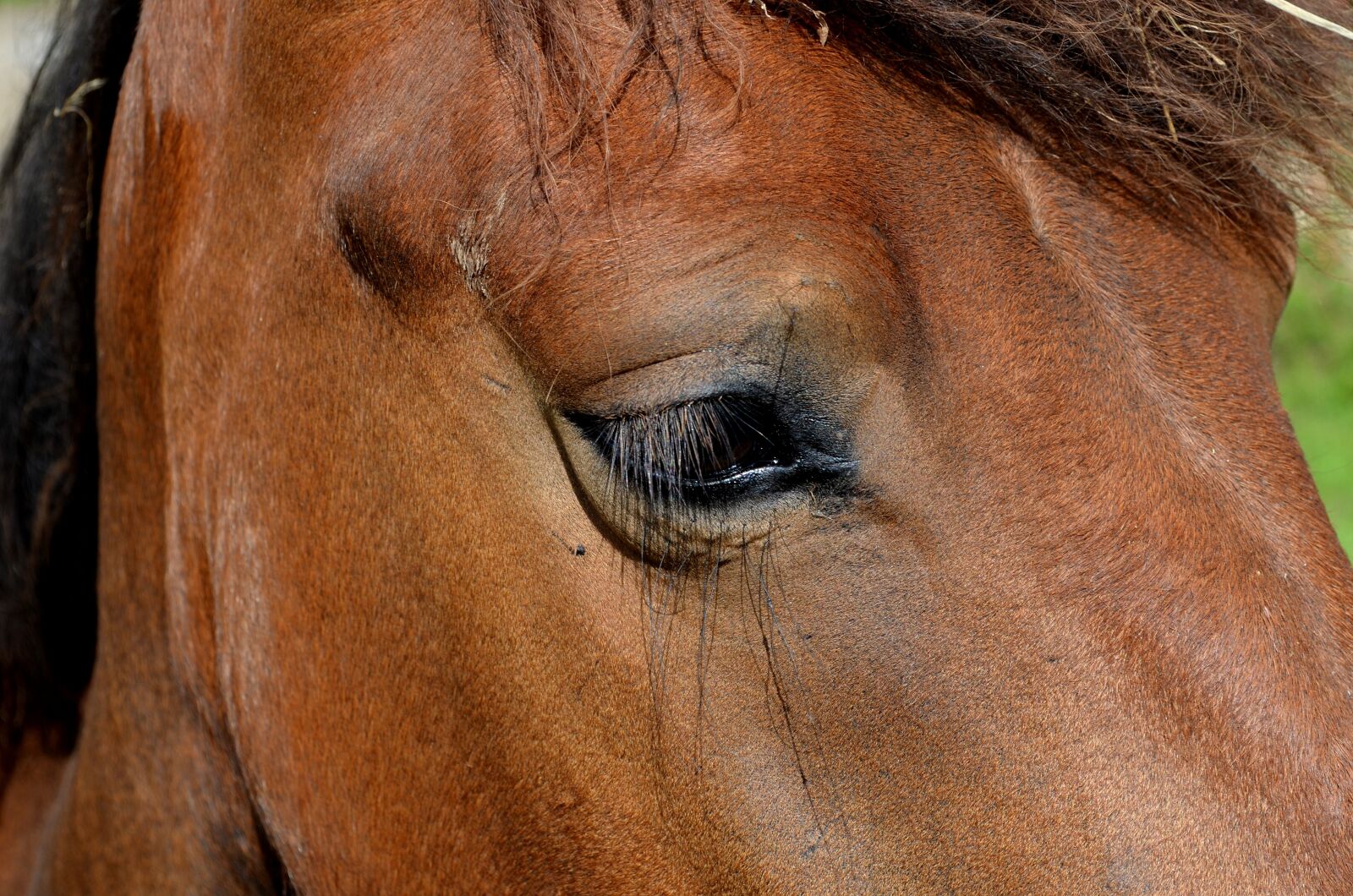 Nikon D5100 sample photo. Pony, horse, dare photography