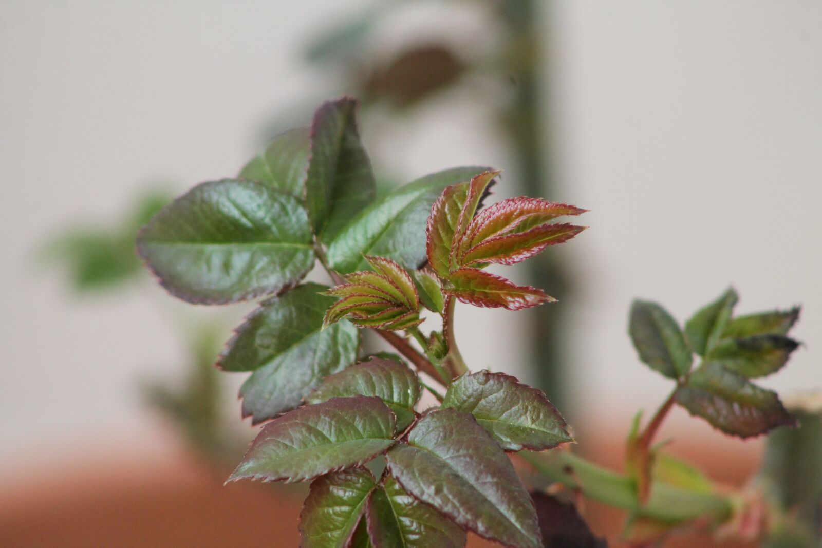 Canon EF75-300mm f/4-5.6 sample photo. Green, rose, flower photography