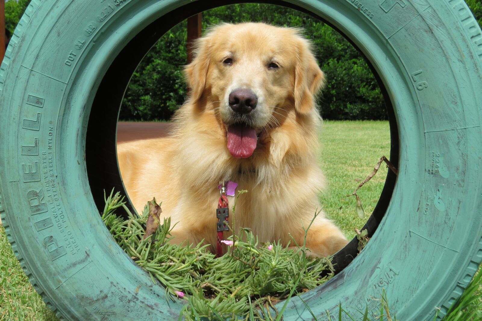 Canon PowerShot SX50 HS sample photo. Golden retriever, tire, dog photography