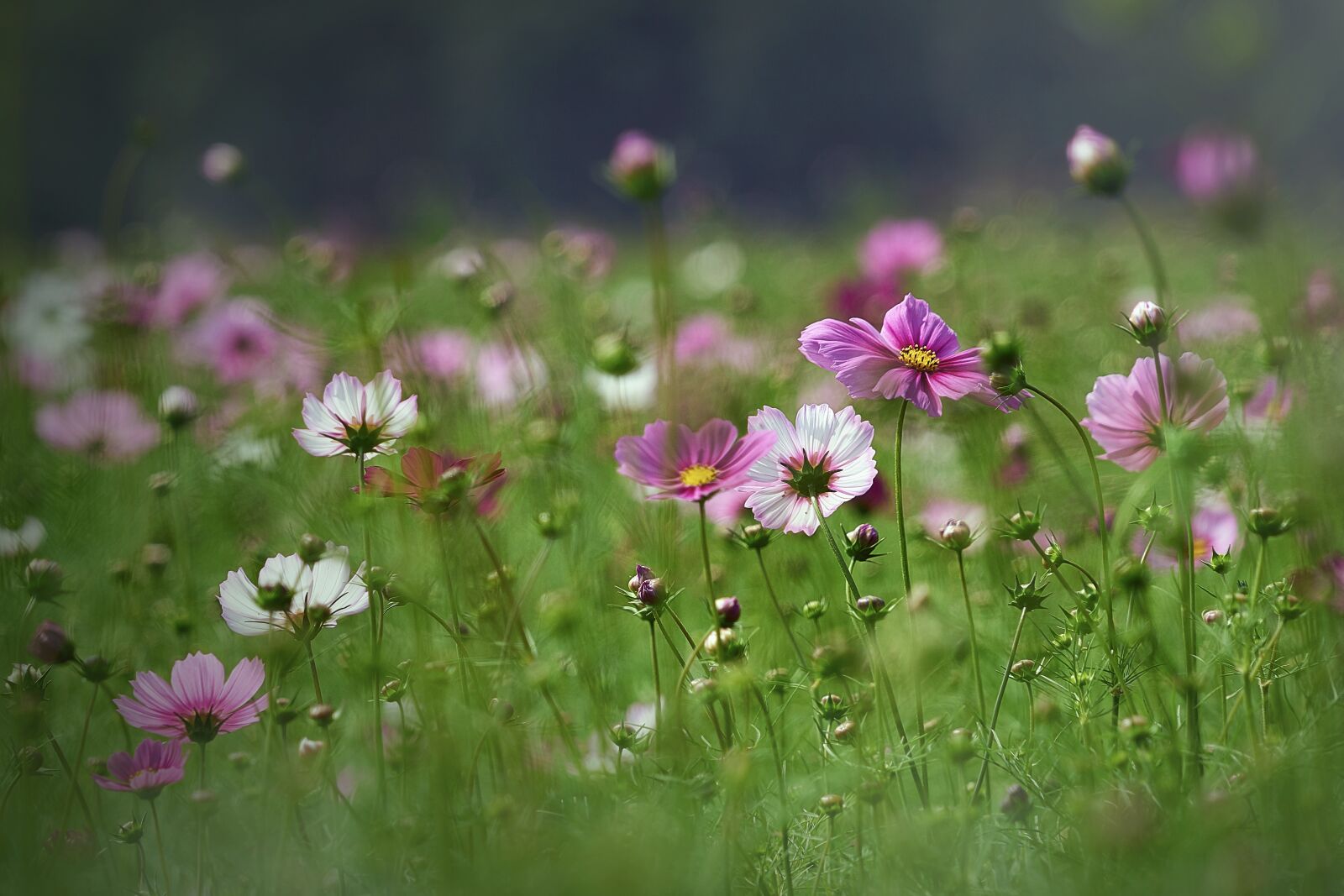 Sony FE 24-240mm F3.5-6.3 OSS sample photo. Cosmos, landscape, flowers photography
