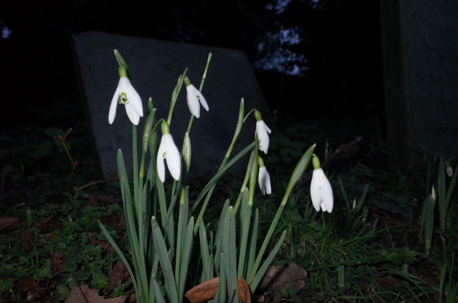 Ricoh GR + GR Lens sample photo. Snowdrops photography