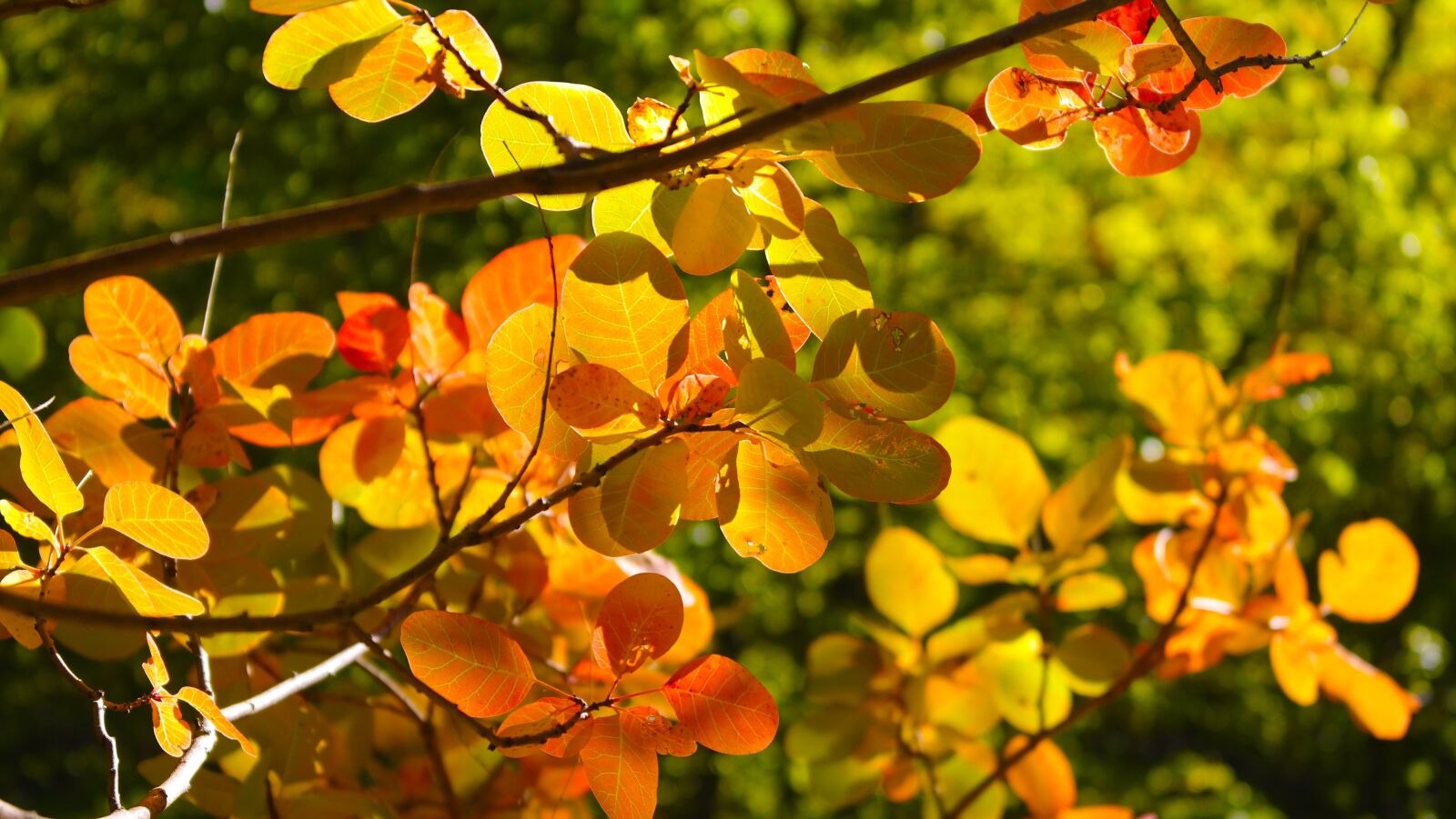 Samsung NX300 sample photo. Leaves, yellow, autumn foliage photography