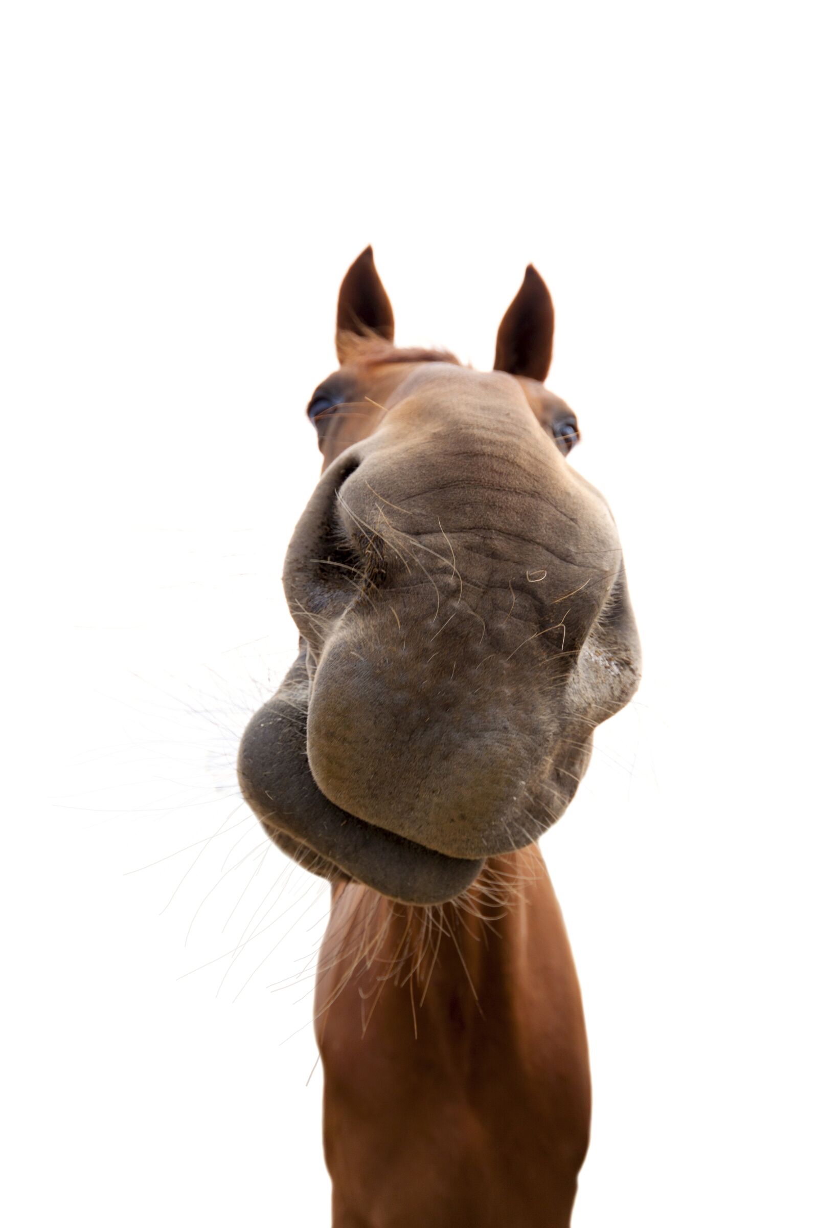 Canon EOS 50D sample photo. Horse, animal, horse head photography