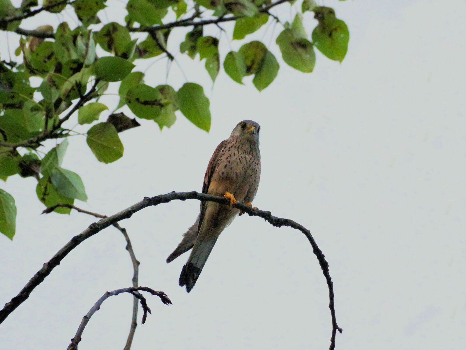 Pentax K-70 sample photo. Falcon, raptor, bird of photography