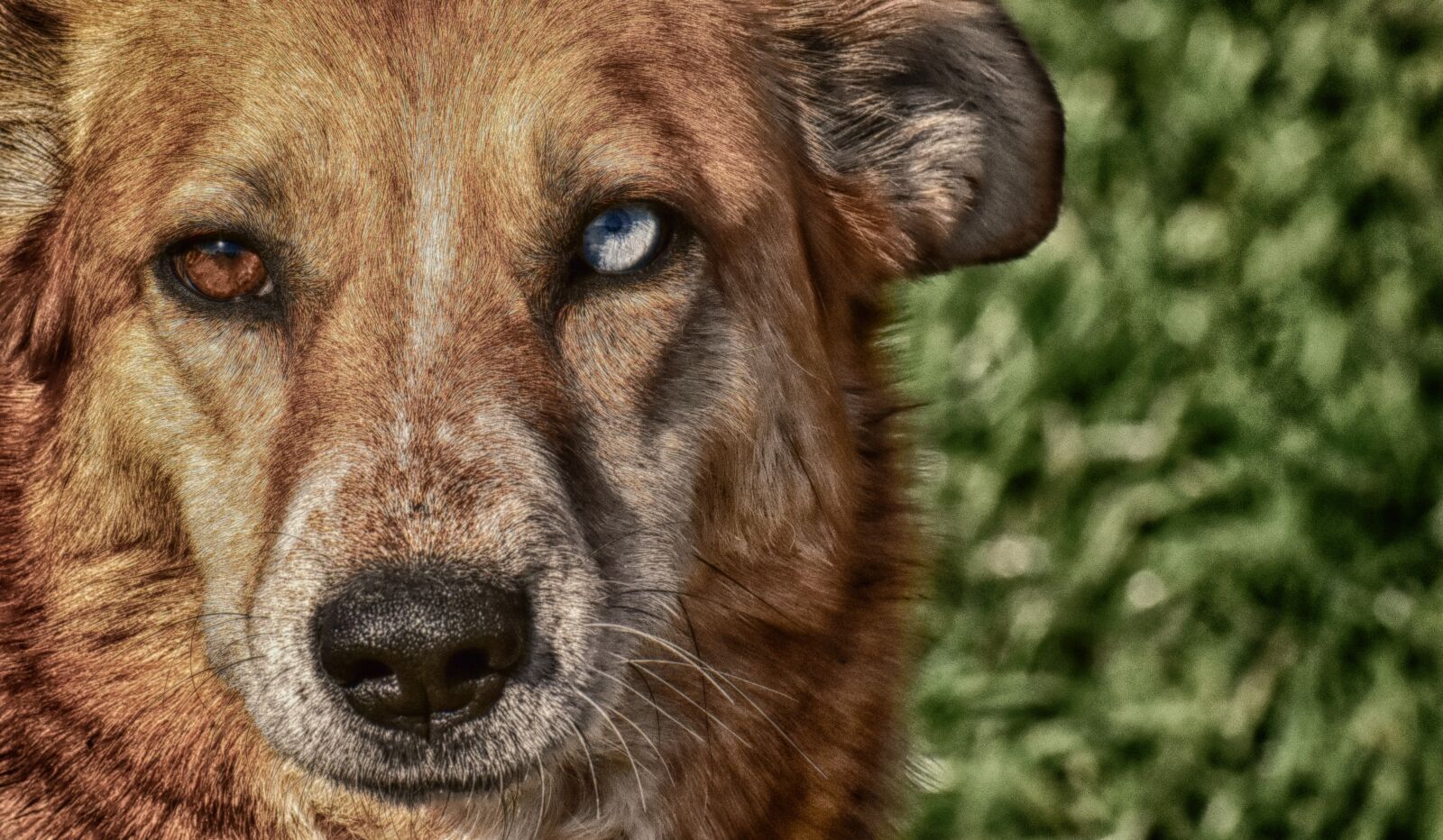 Nikon D7200 sample photo. Dog, animal, different eye photography