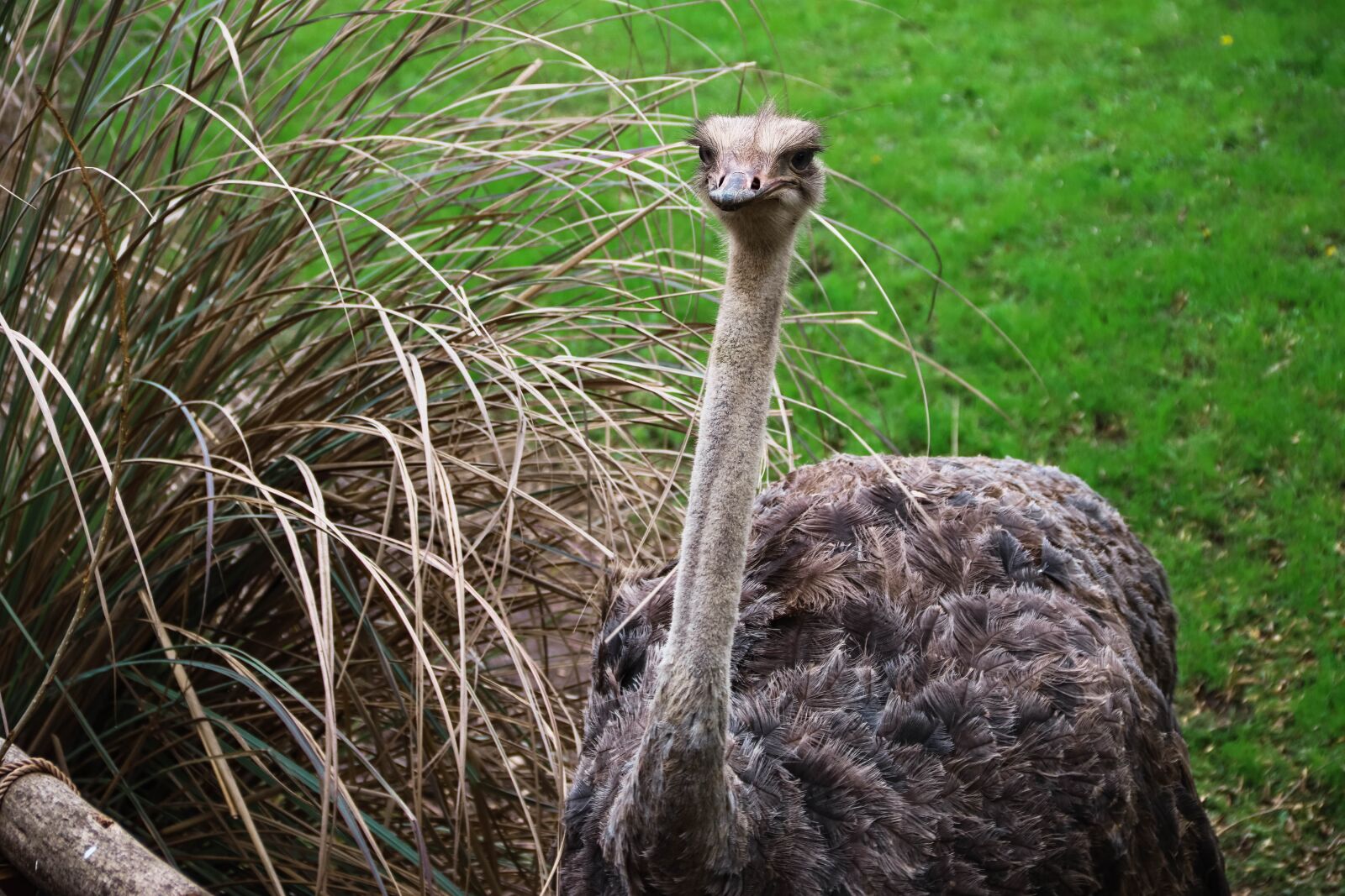 Canon EOS 77D (EOS 9000D / EOS 770D) + Canon EF-S 18-135mm F3.5-5.6 IS sample photo. Ostrich, park, zoo photography
