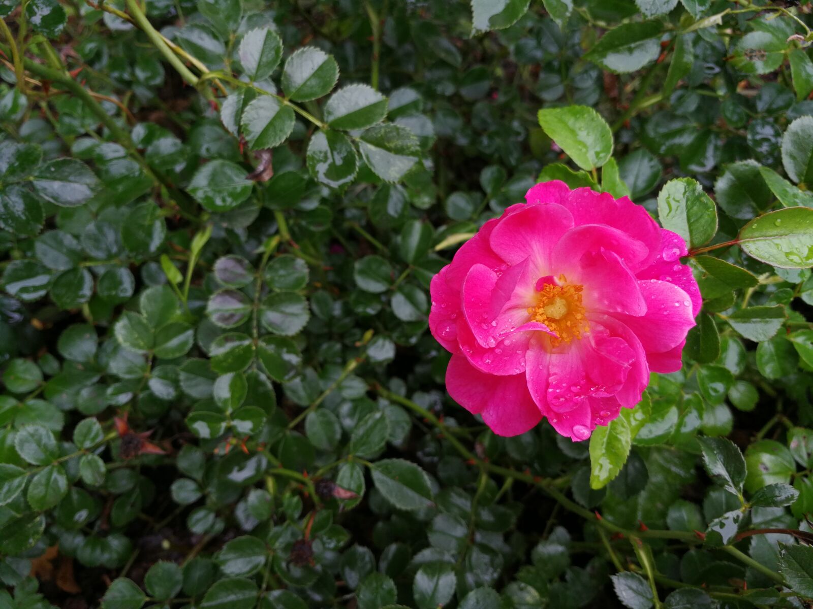 HUAWEI Mate 9 sample photo. Flower, plant, beautiful photography
