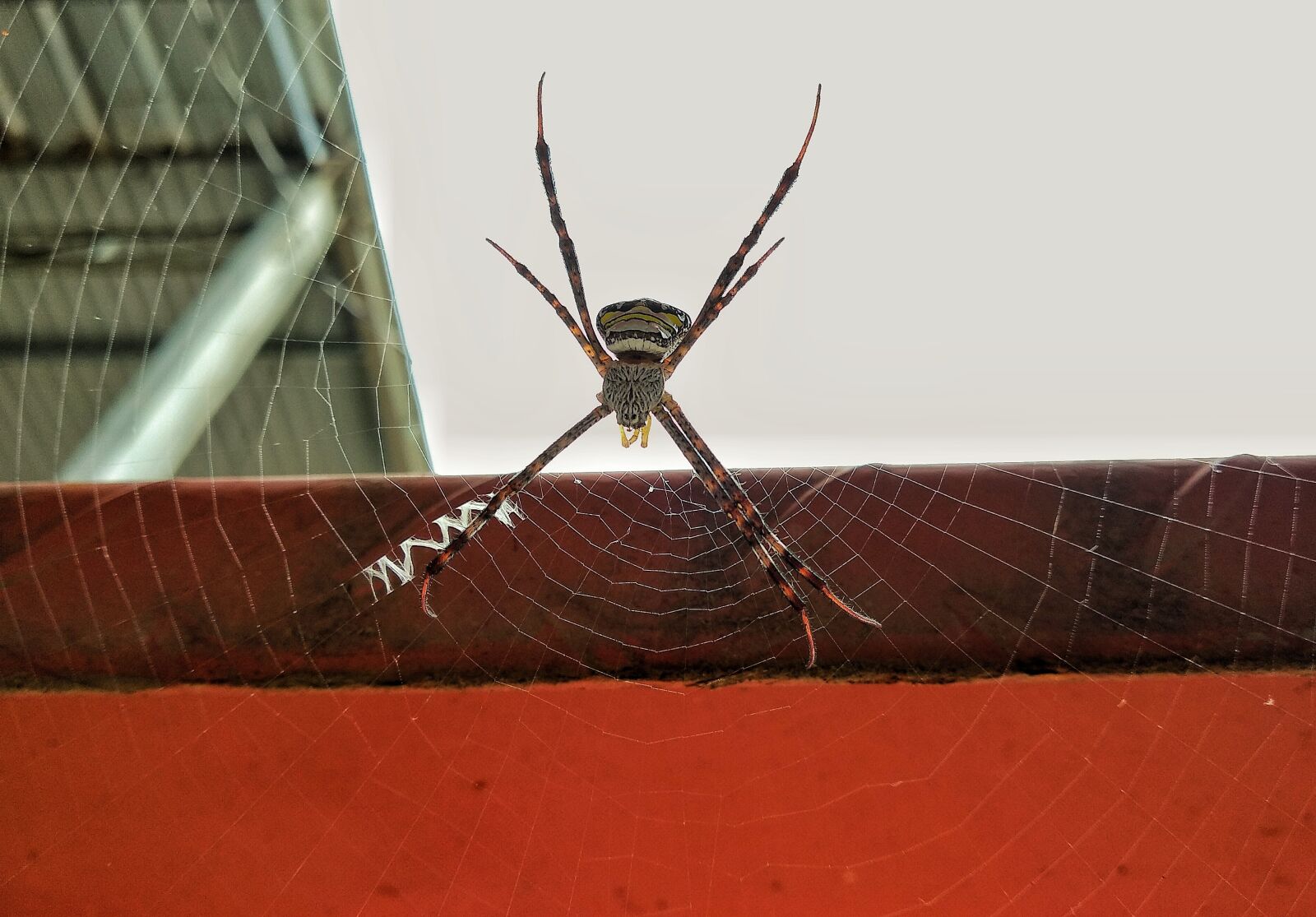 Xiaomi Mi A1 sample photo. Insects, spider, animal photography