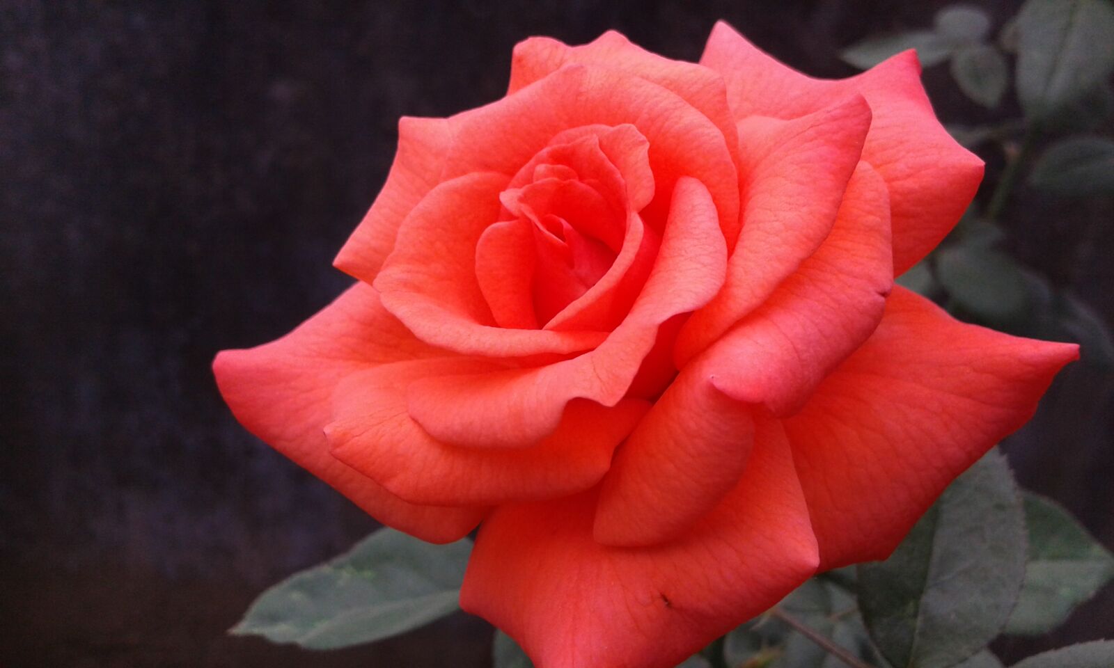 Samsung Galaxy Core Prime sample photo