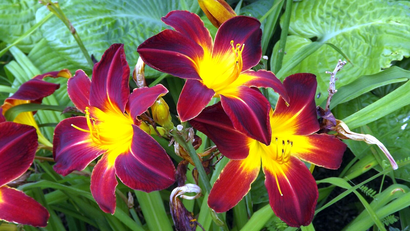 Fujifilm FinePix S3400 sample photo. Flowers, plants, lilies photography