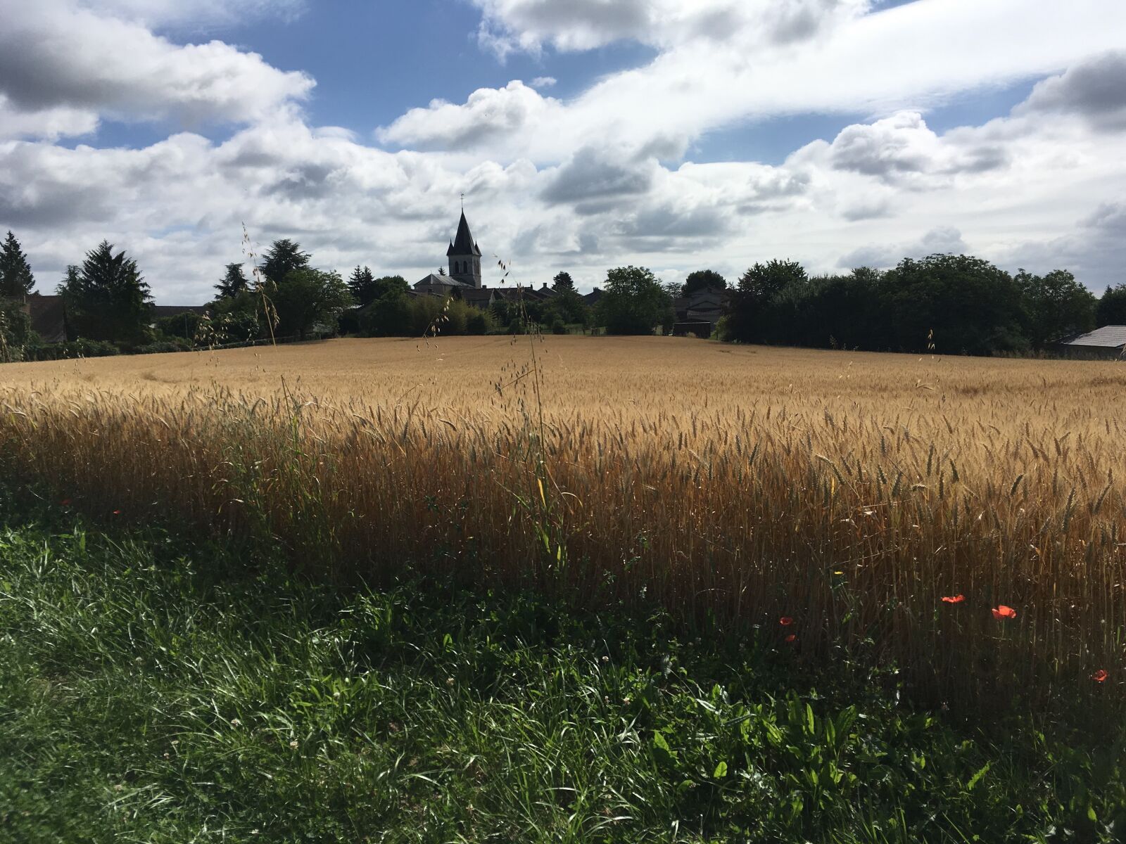 iPhone SE back camera 4.15mm f/2.2 sample photo. Field, wheat, summer photography