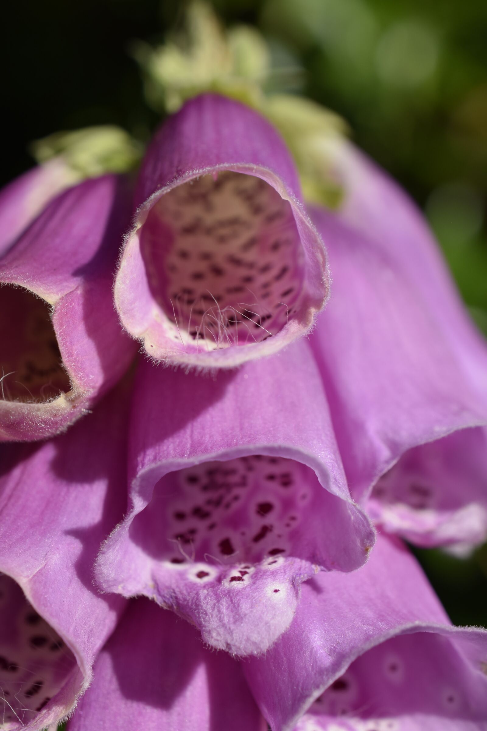 Nikon D3300 sample photo. Flowers, nature, bloom photography