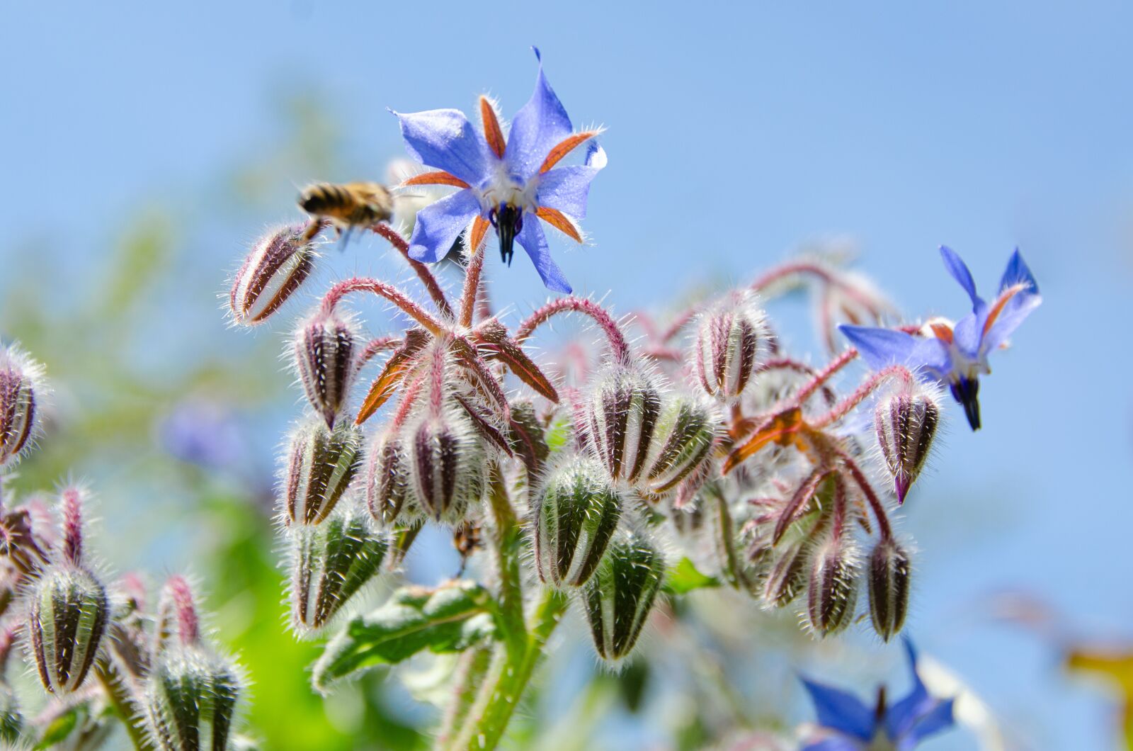 Nikon D7000 sample photo. Borage, summer, garden photography