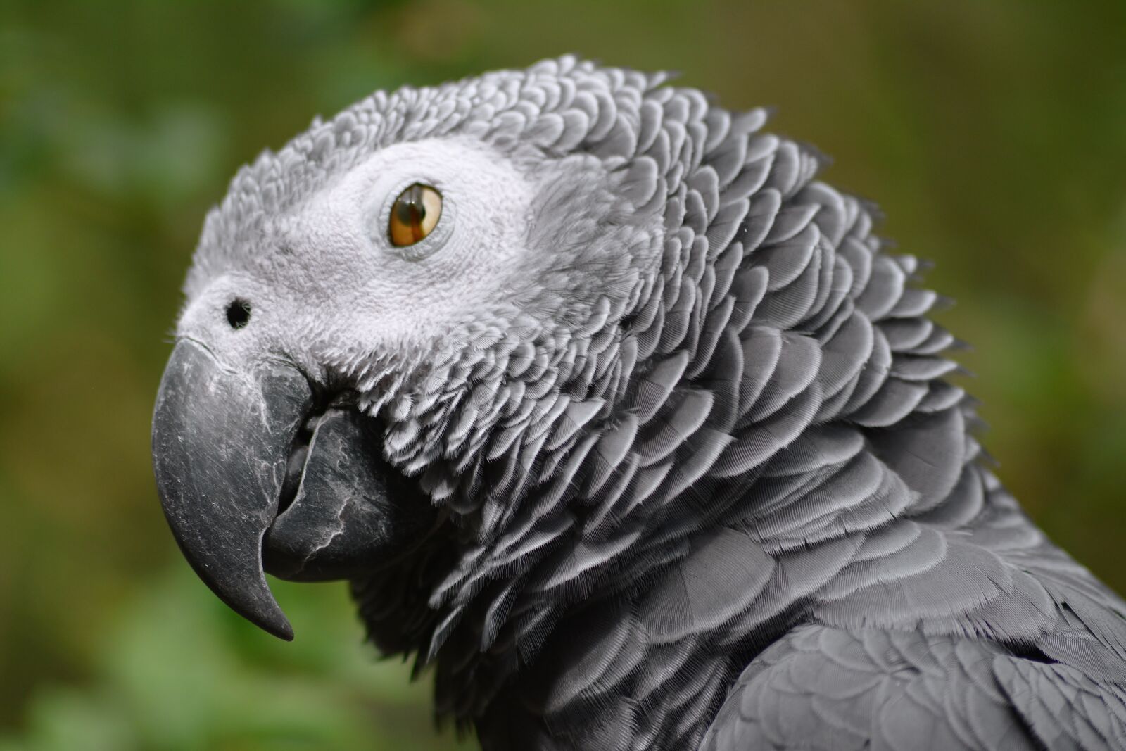 Nikon D5200 sample photo. Bird, african grey parrot photography