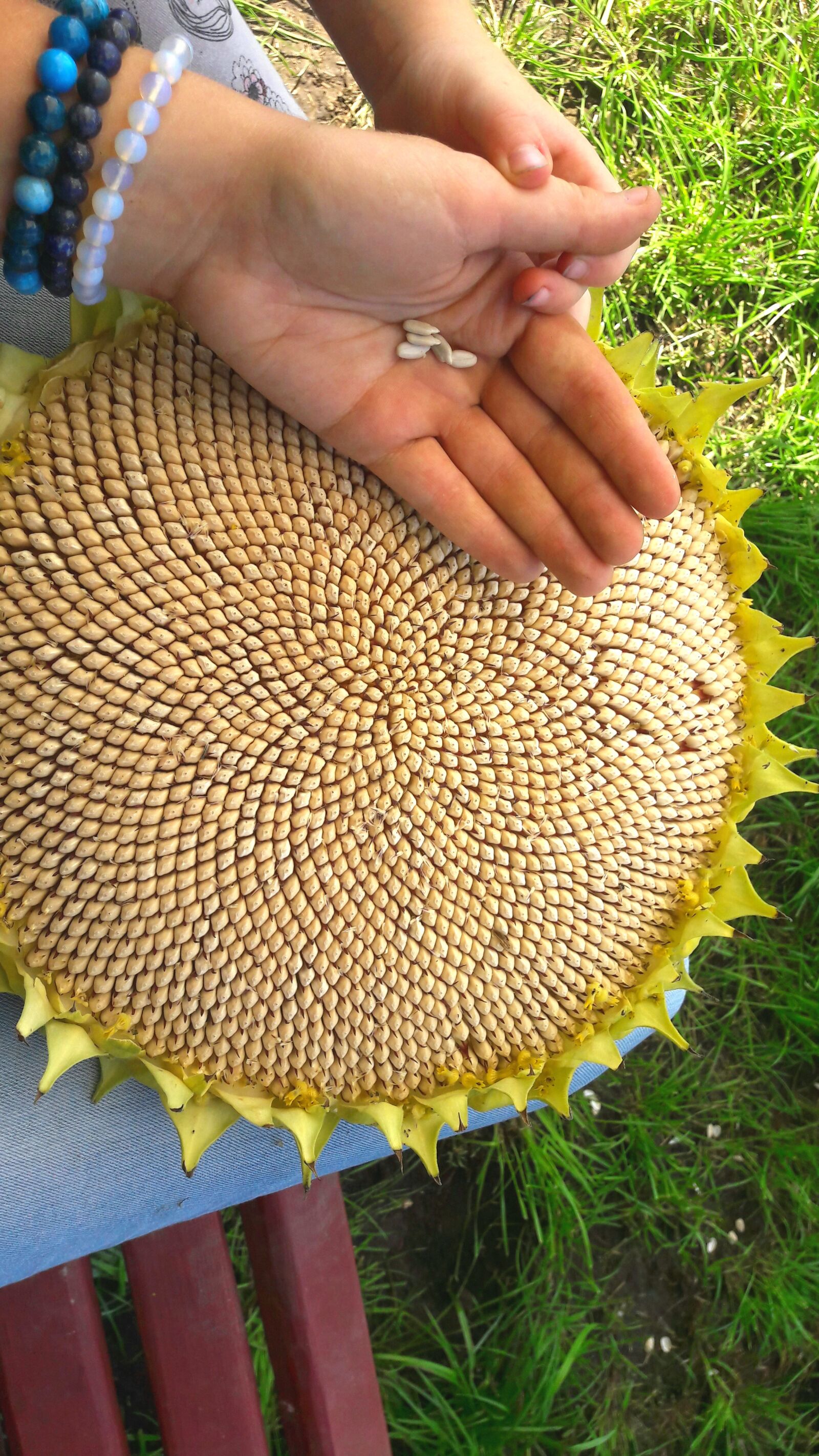 Samsung Galaxy A5(2016) sample photo. Sunflower, garden, seeds photography