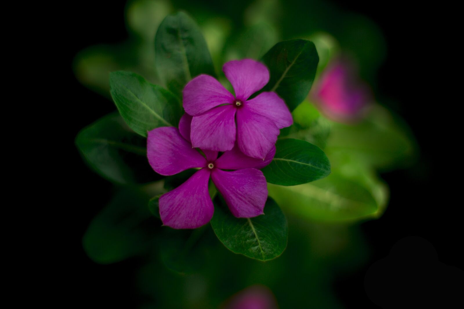 Canon EOS 6D + Canon EF 50mm F1.8 STM sample photo. Nature, flower, best photography
