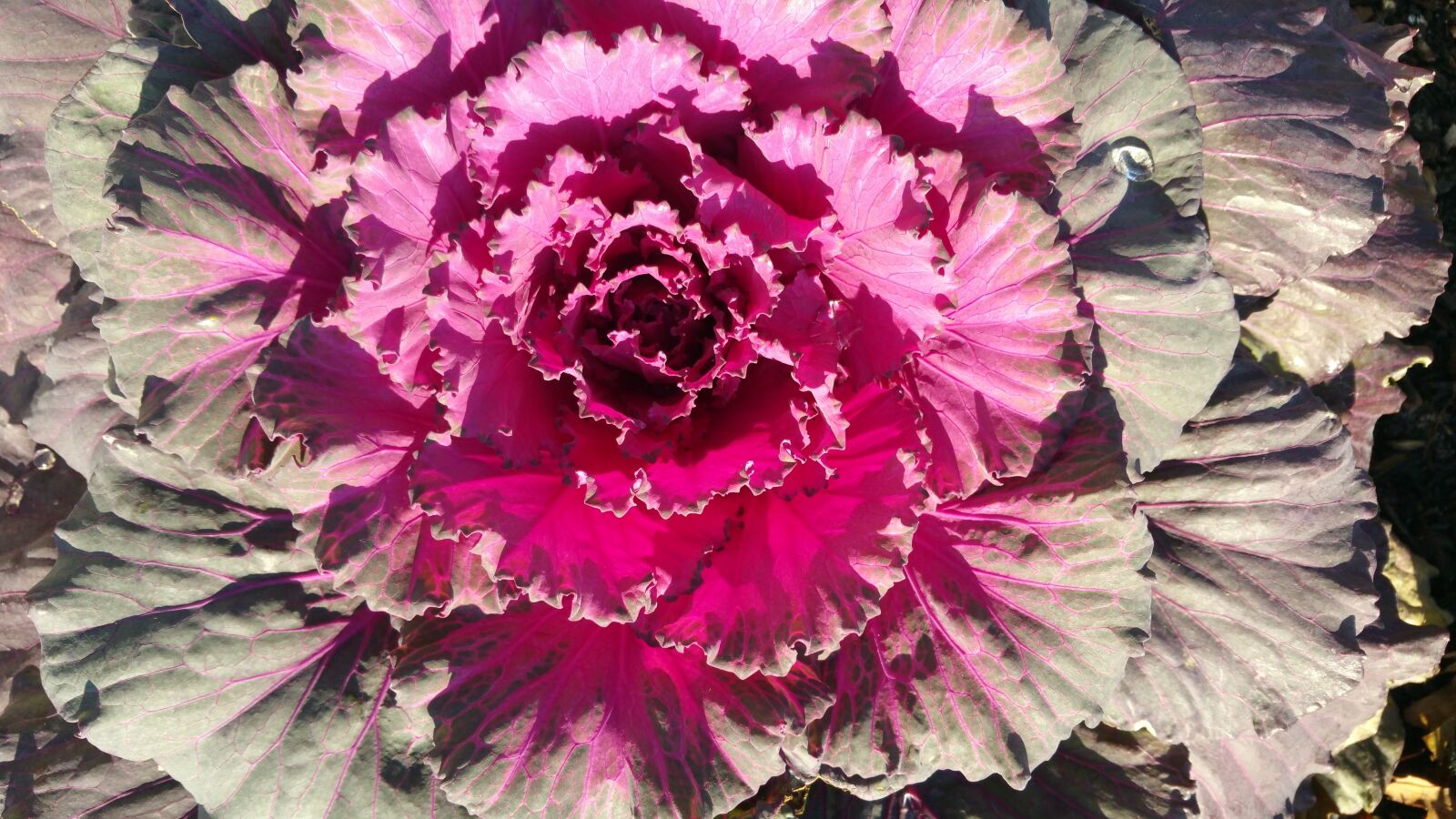 Samsung Galaxy Note4 sample photo. Flora, flower, nature photography