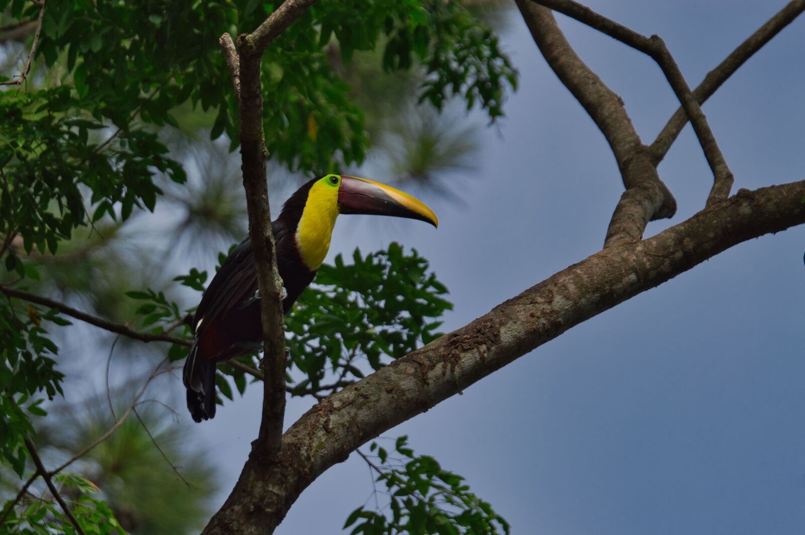 Nikon D3200 sample photo. Tucan, bird, costa rica photography
