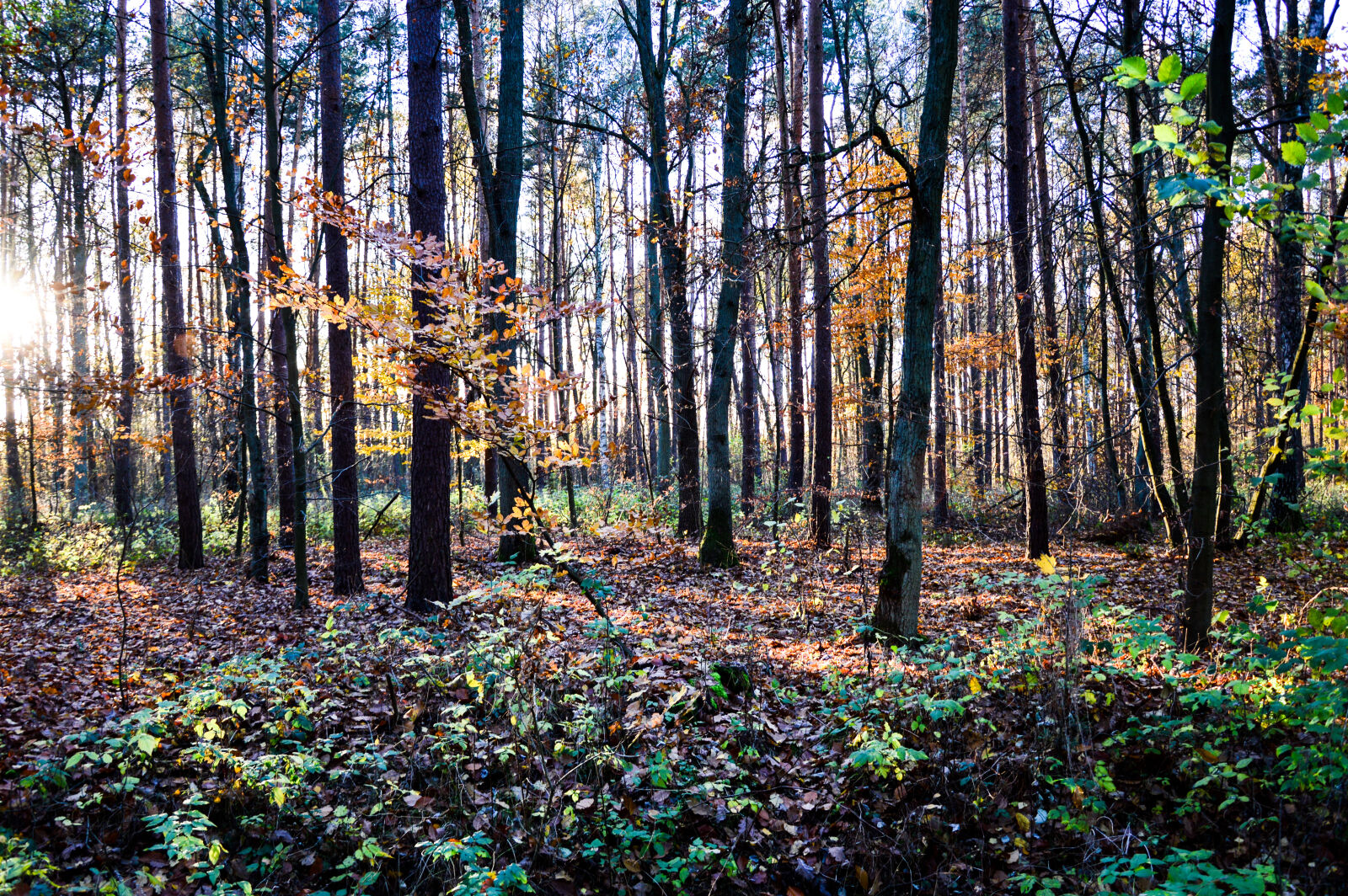 Nikon D3200 sample photo