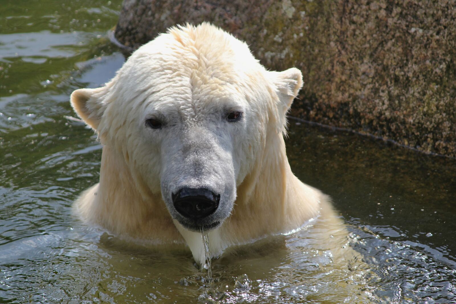Canon EOS 550D (EOS Rebel T2i / EOS Kiss X4) sample photo. Bear, ice, arctic photography