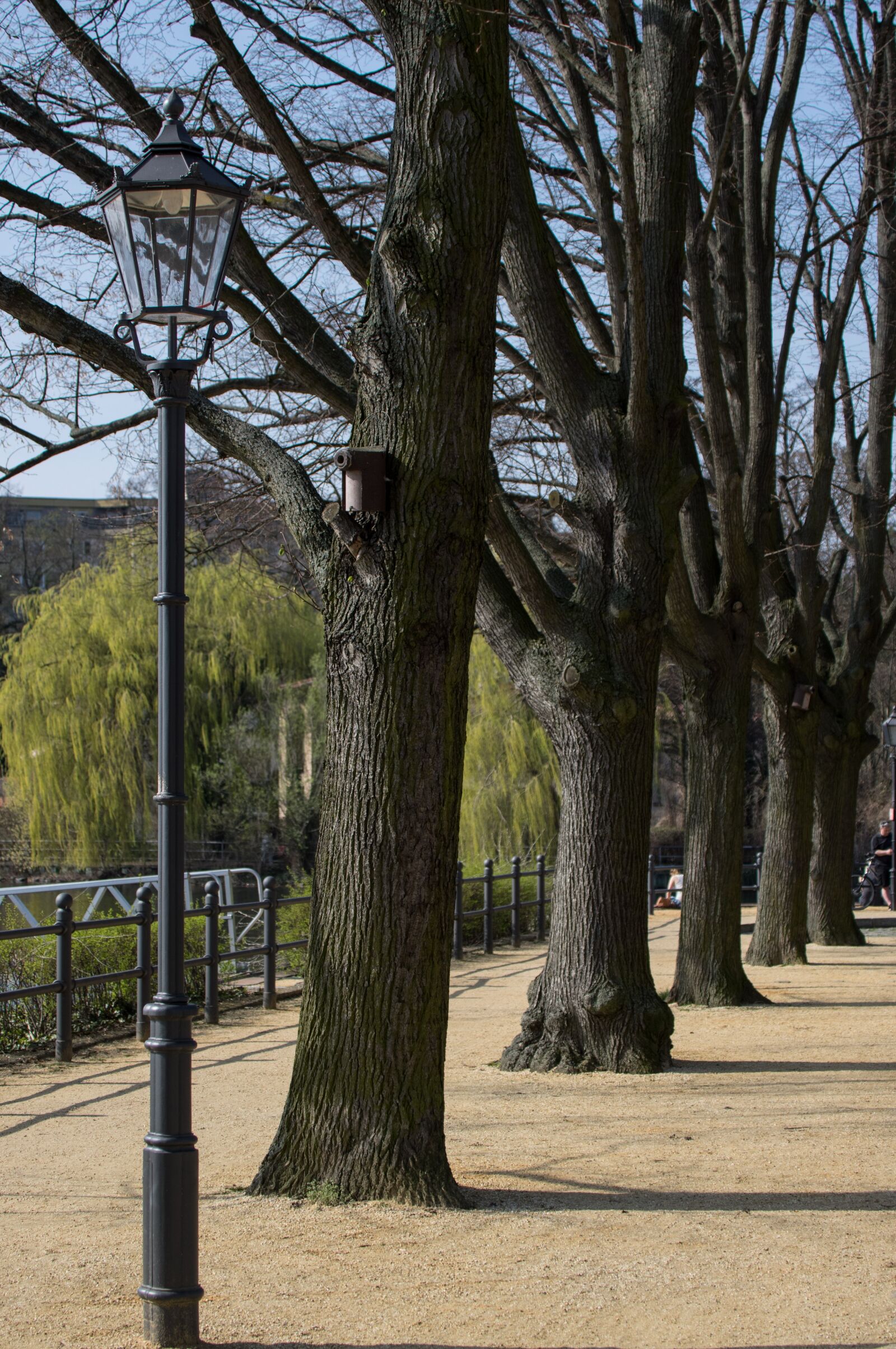 Pentax K-3 sample photo. Promenade, tree, wood photography