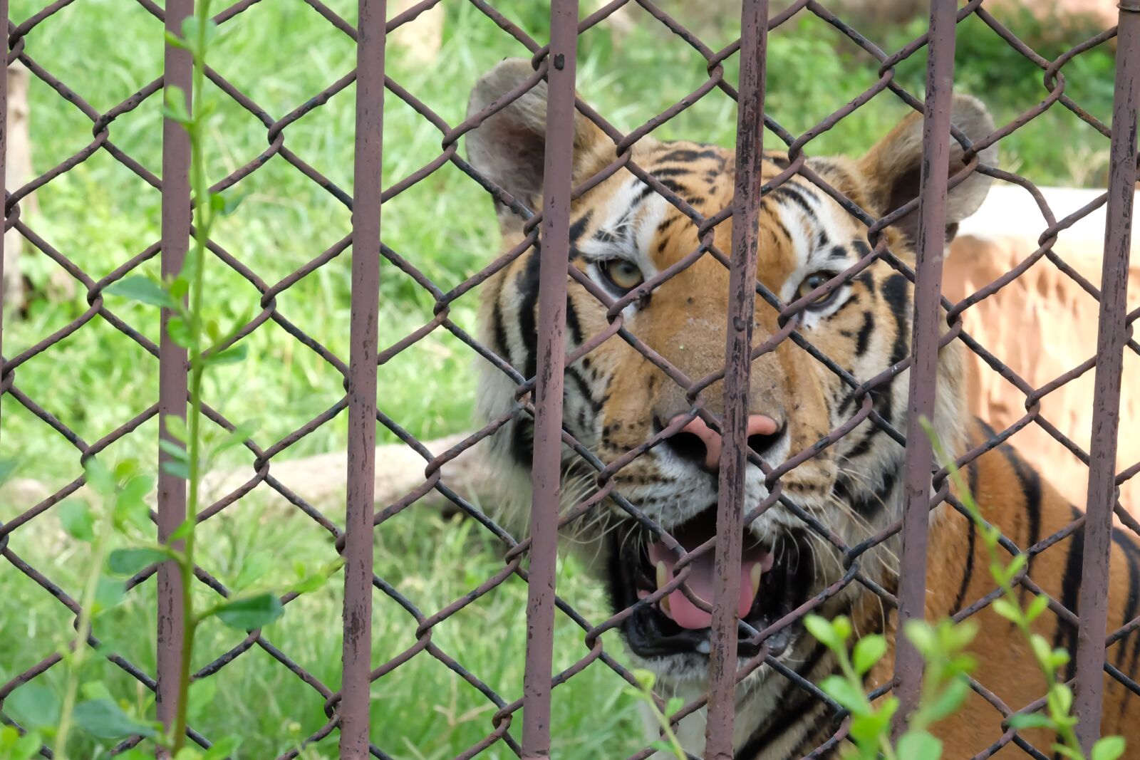 Fujifilm X-A2 sample photo. Tiger, zoo, animal photography