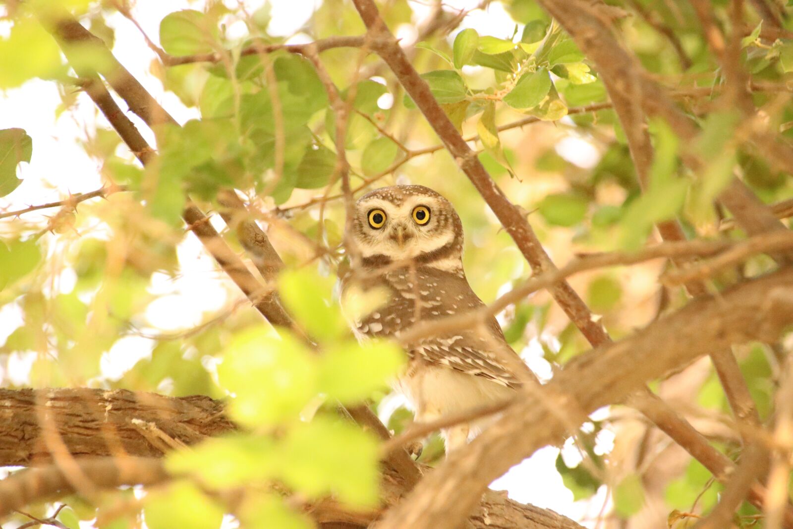 Canon EOS 80D sample photo. Owl, bird, hiding photography