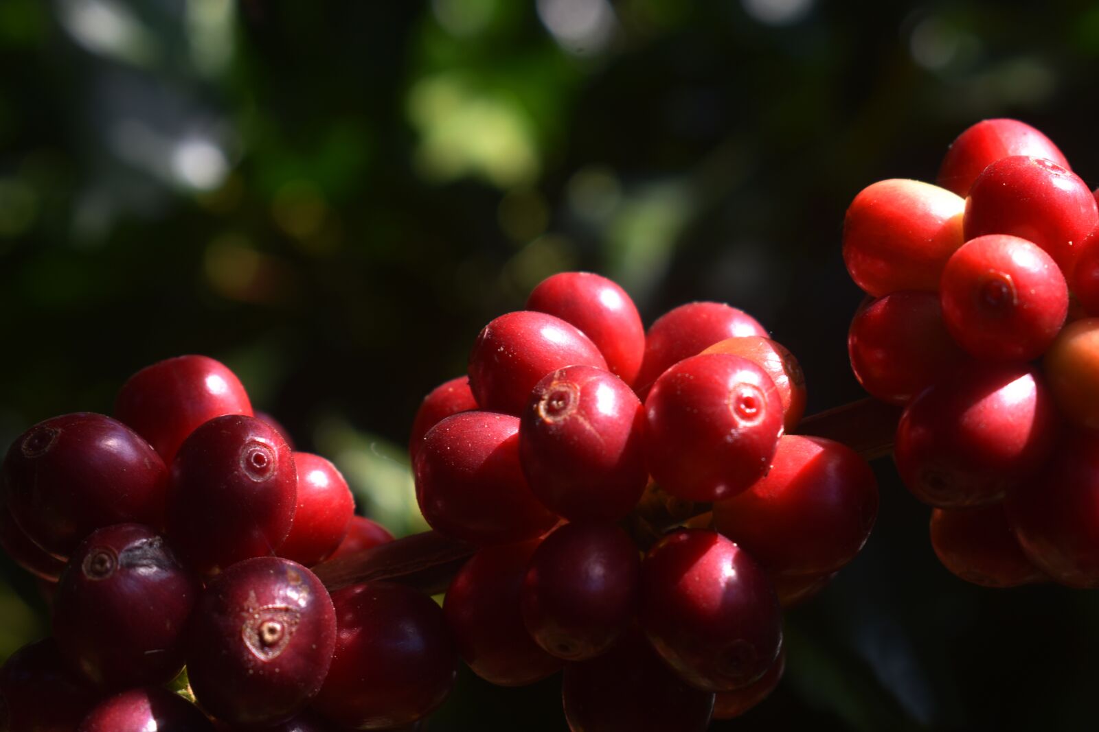 Nikon D3400 sample photo. Coffee, fruits, red photography
