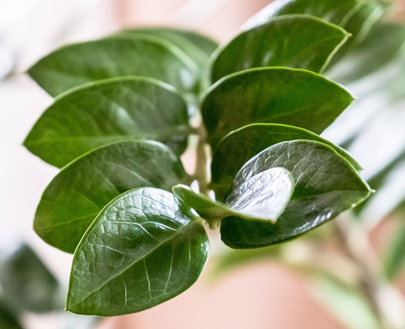 Fujifilm XF 16-55mm F2.8 R LM WR sample photo. Leaf, plant, nature photography