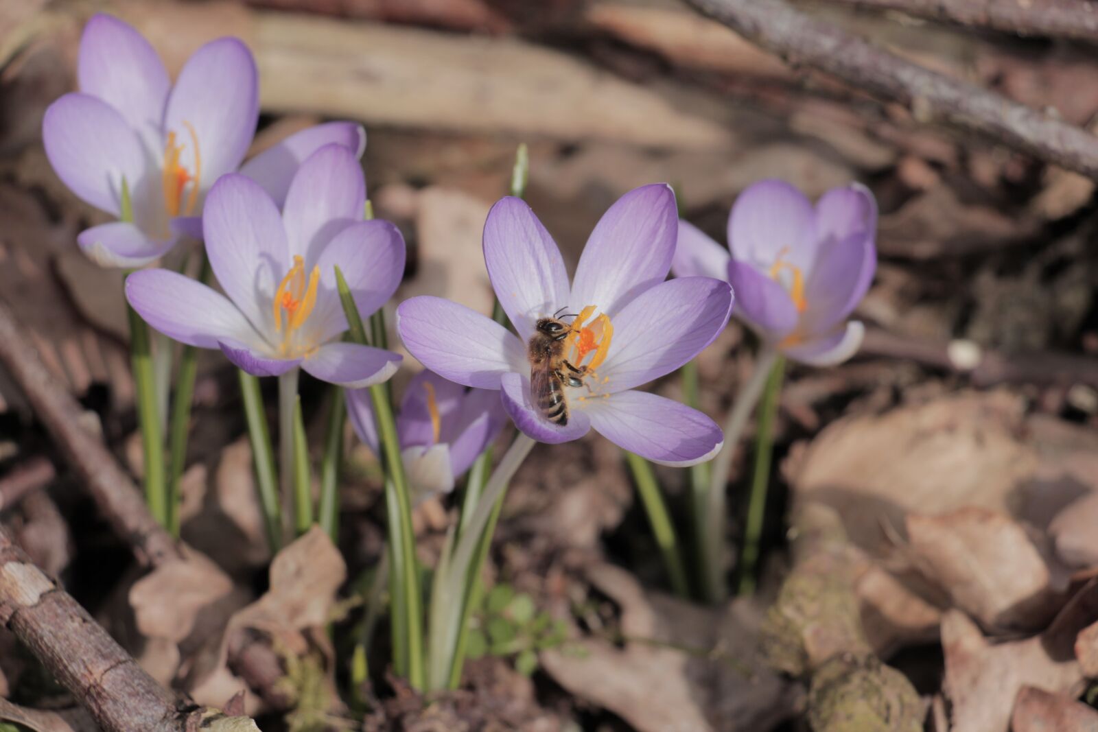 Canon EOS 700D (EOS Rebel T5i / EOS Kiss X7i) sample photo. Nature, flower, plant photography