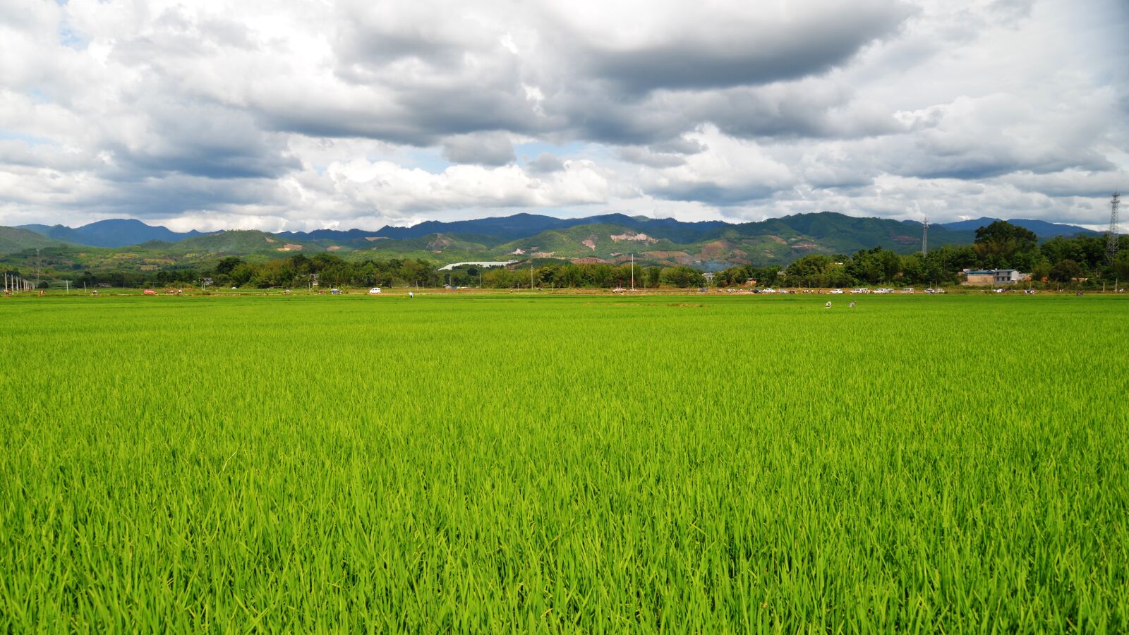 Nikon D610 sample photo. Landscape, paddy, clouds photography