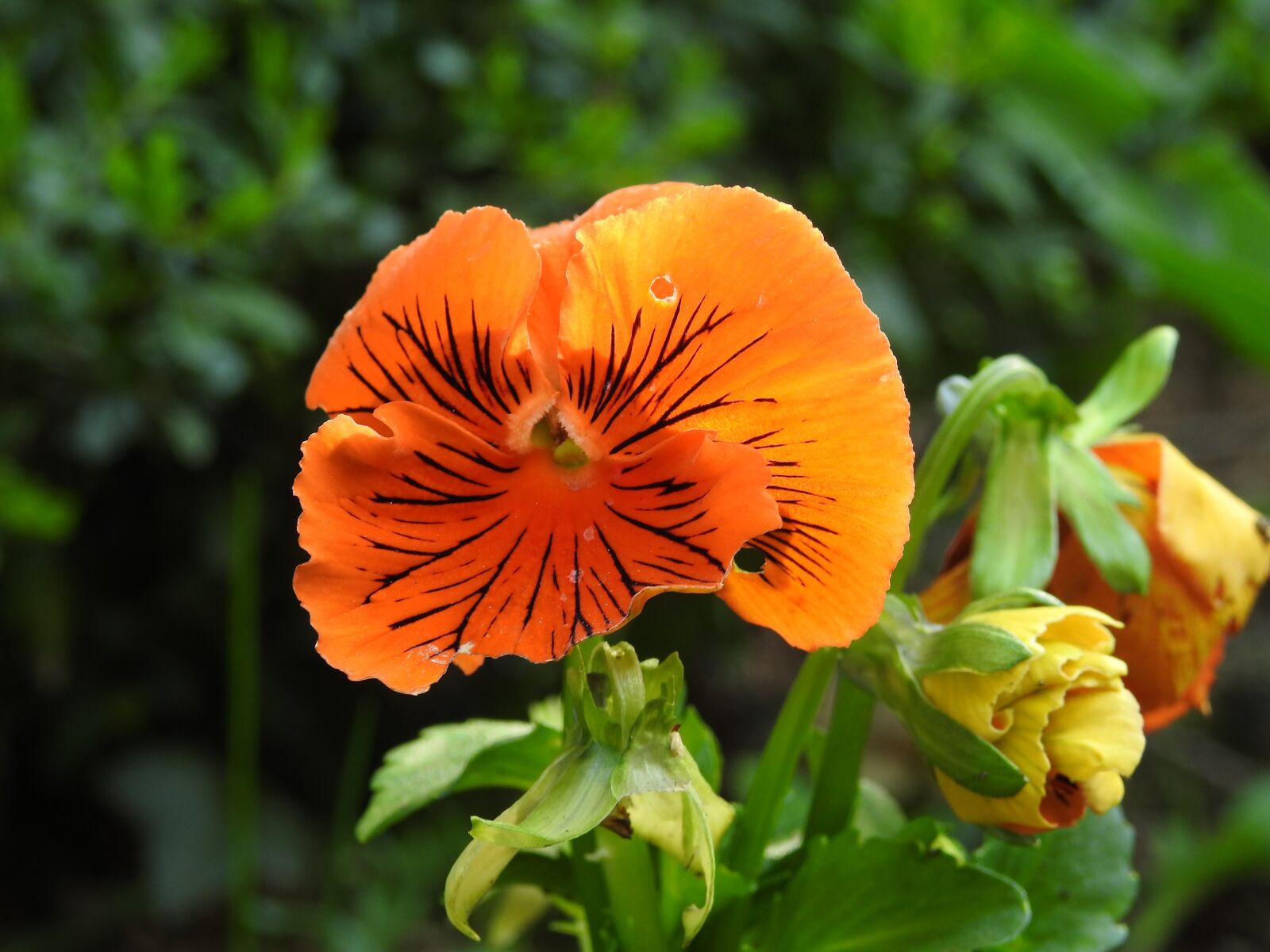 Nikon Coolpix P900 sample photo. Flower, nature, plant photography