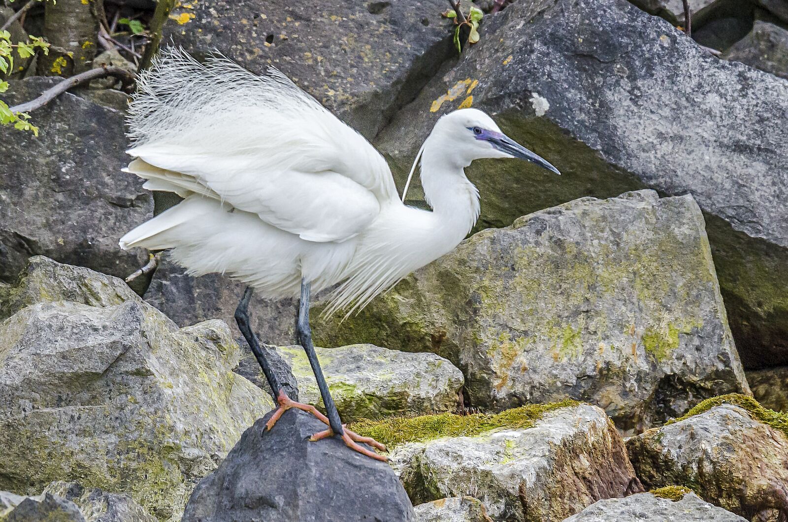 Nikon D7000 sample photo. Little egret, nature, birds photography