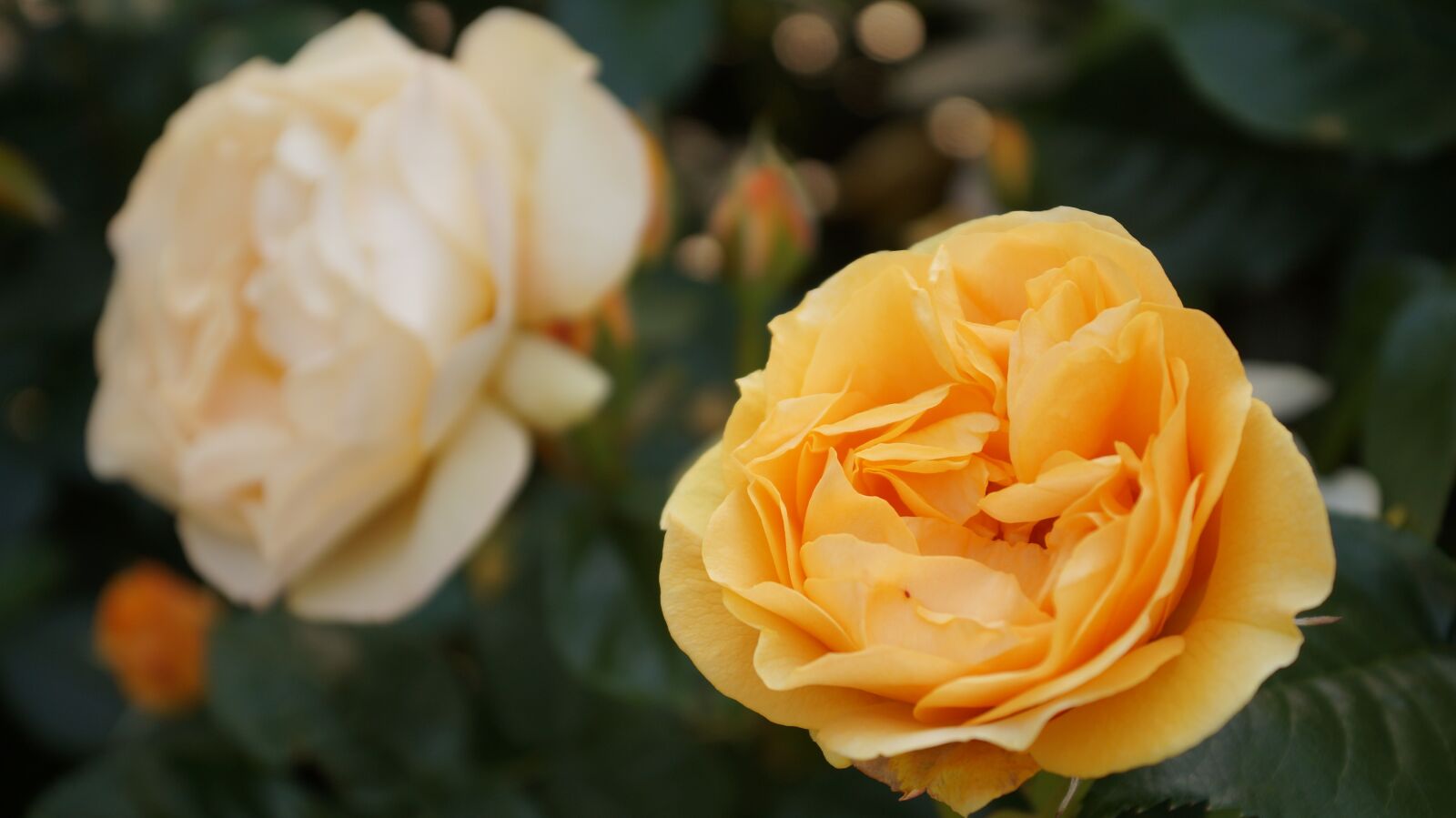 Sony SLT-A57 sample photo. Rose, flower, nature photography