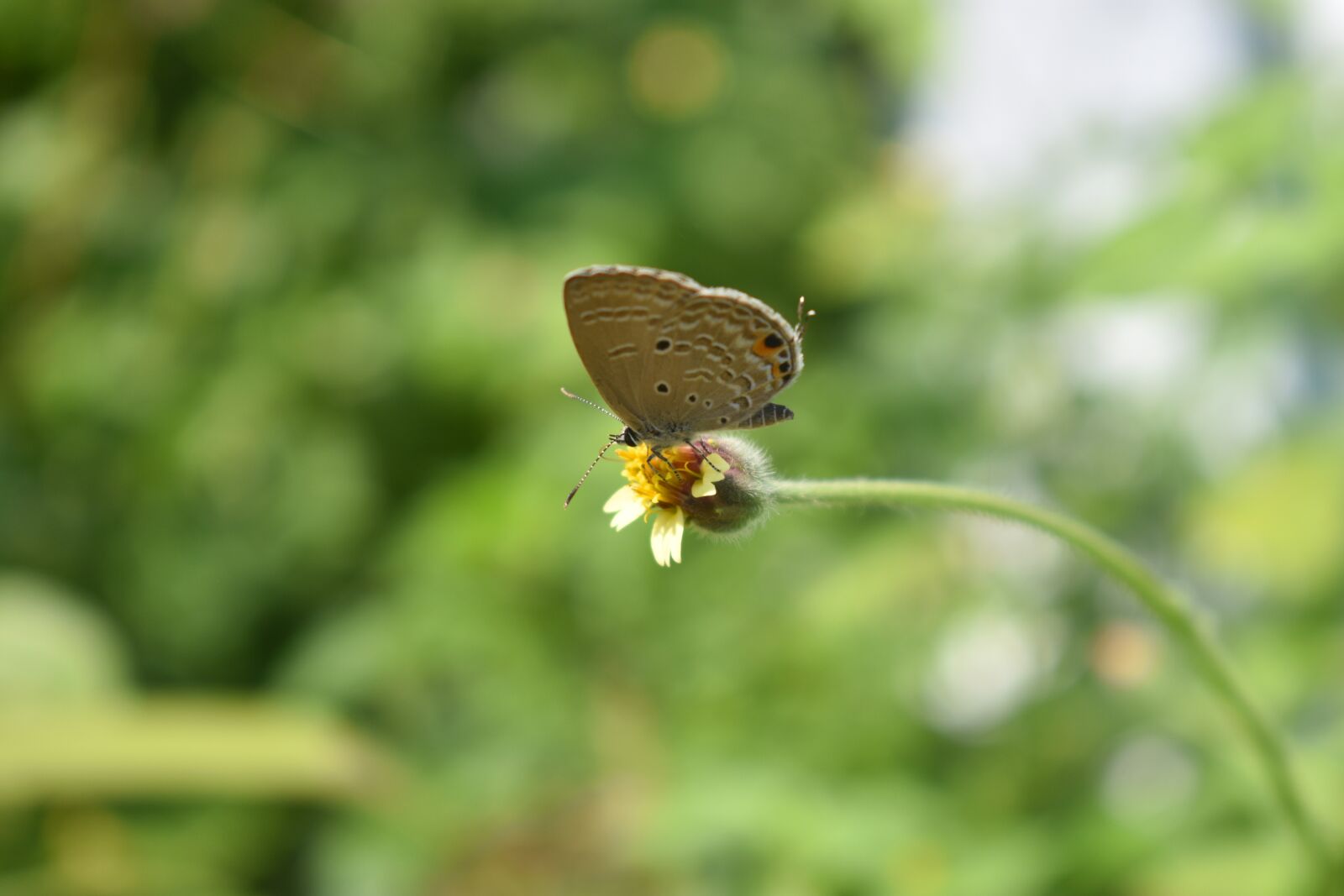 Nikon D3400 sample photo. Butterfly, insect, nature photography