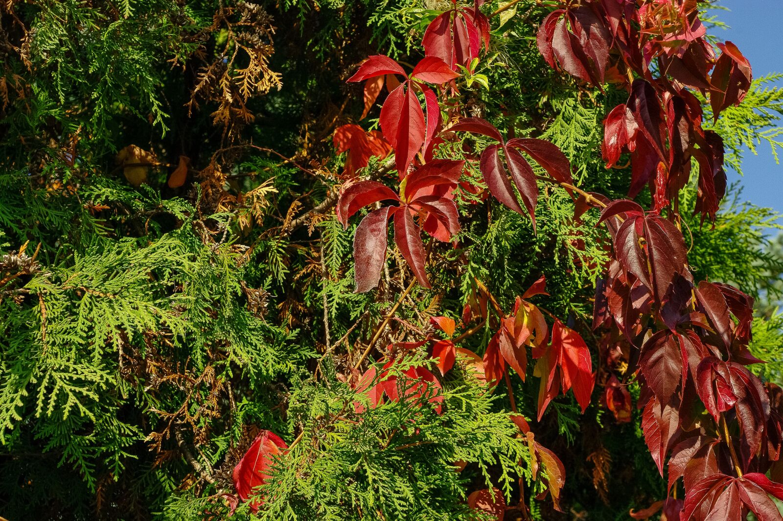 Samsung GX-20 sample photo. Vines, foliage, autumn weather photography
