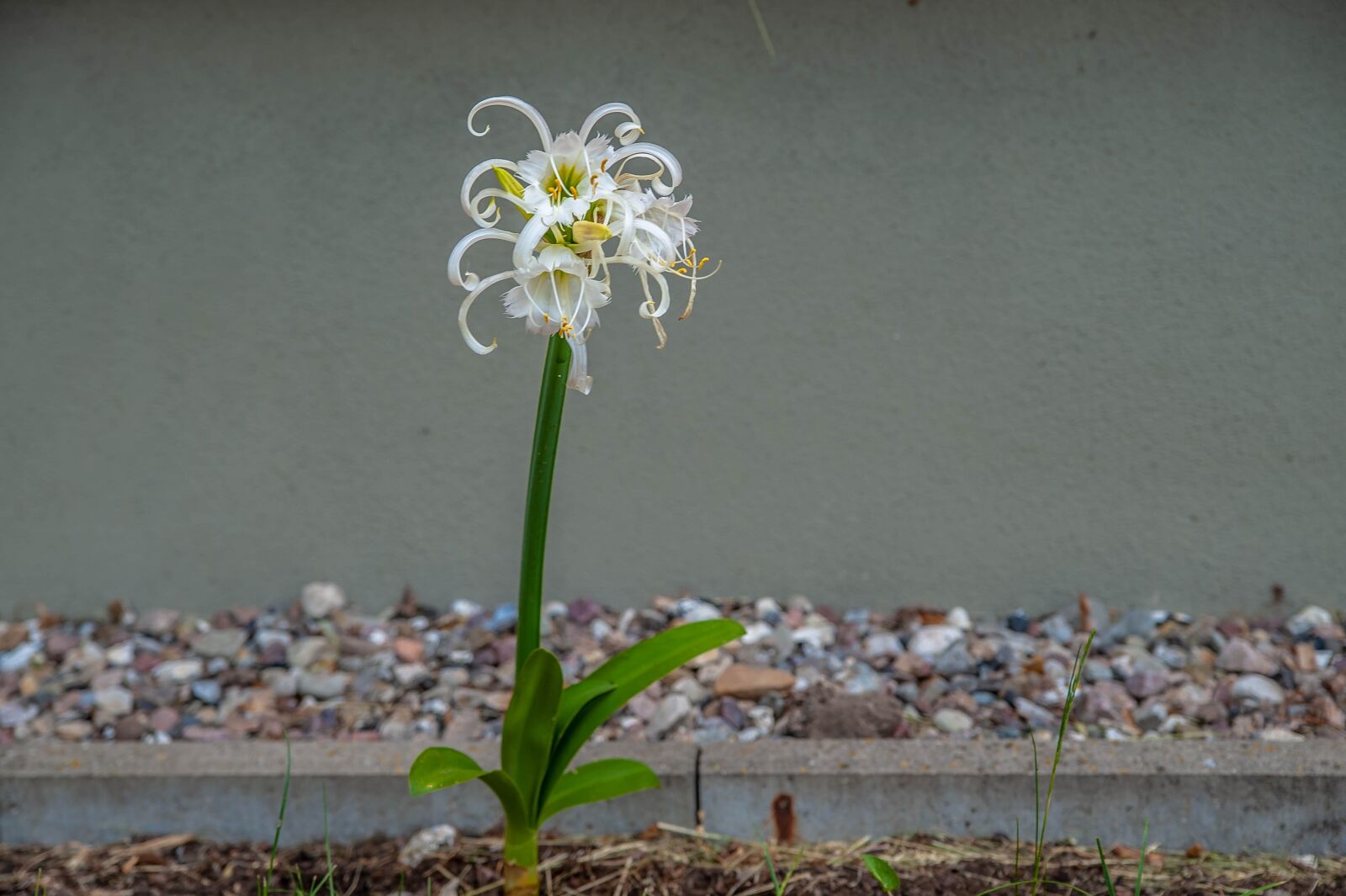 Nikon D700 sample photo. Flower, close up, blossom photography