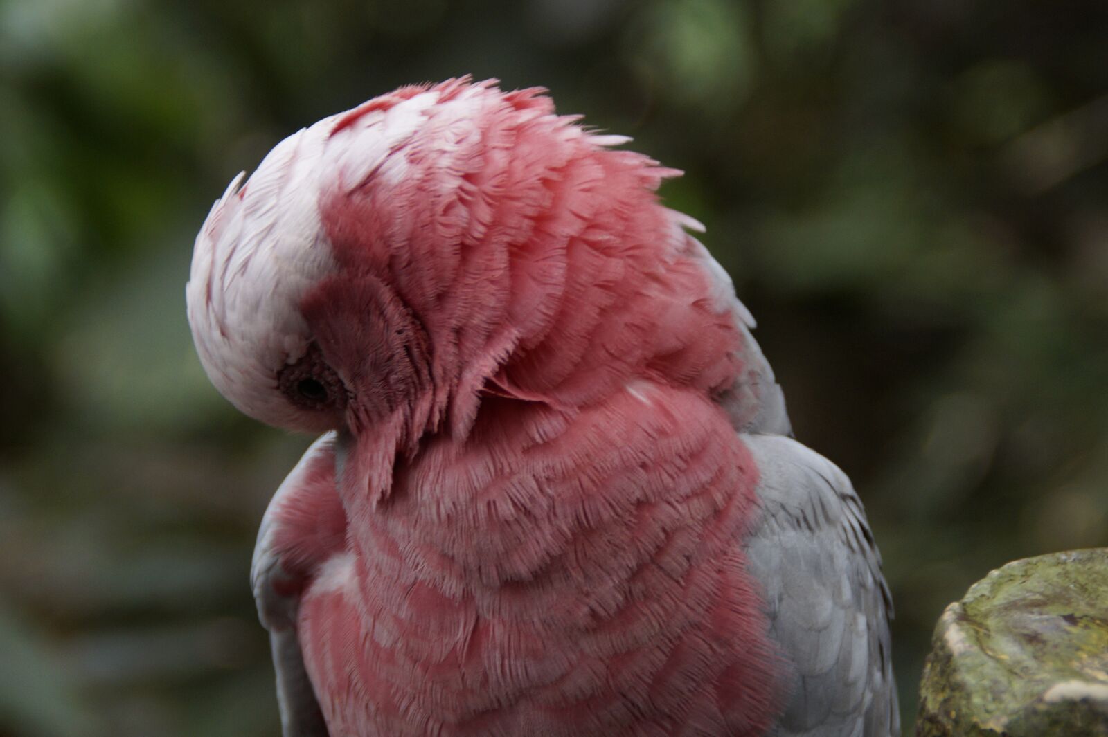 Sony SLT-A58 sample photo. Galah, australia, cockatoo photography