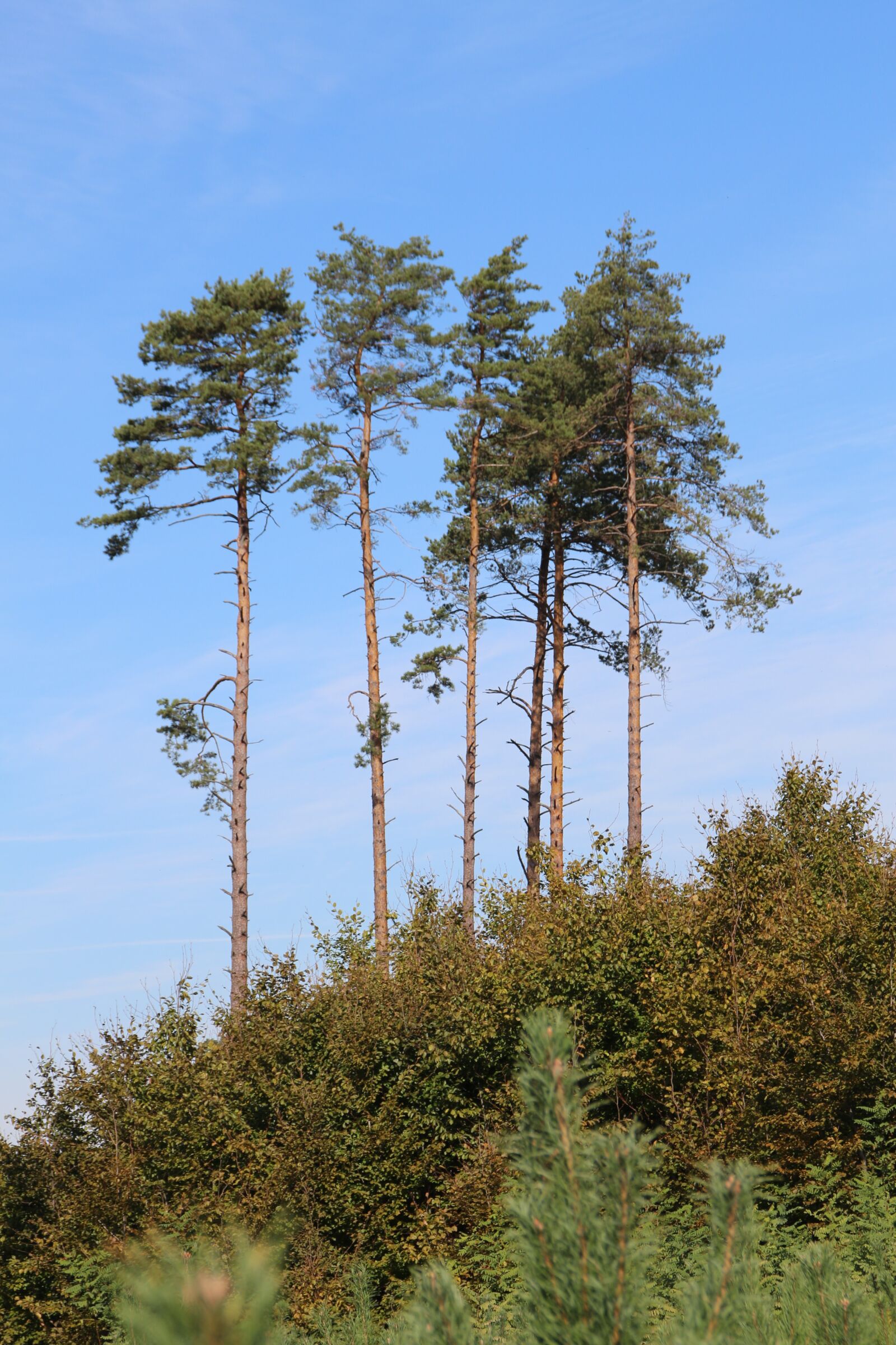 Canon EOS 700D (EOS Rebel T5i / EOS Kiss X7i) sample photo. Tree, foliage, landscape photography