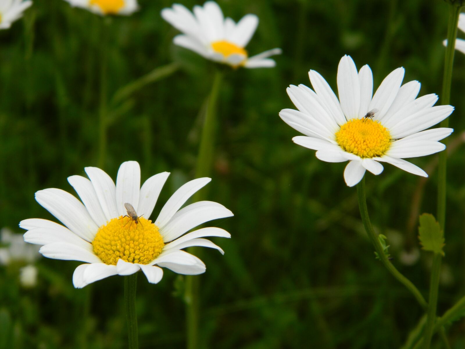 Nikon Coolpix L120 sample photo. Daisy, blossom, bloom photography