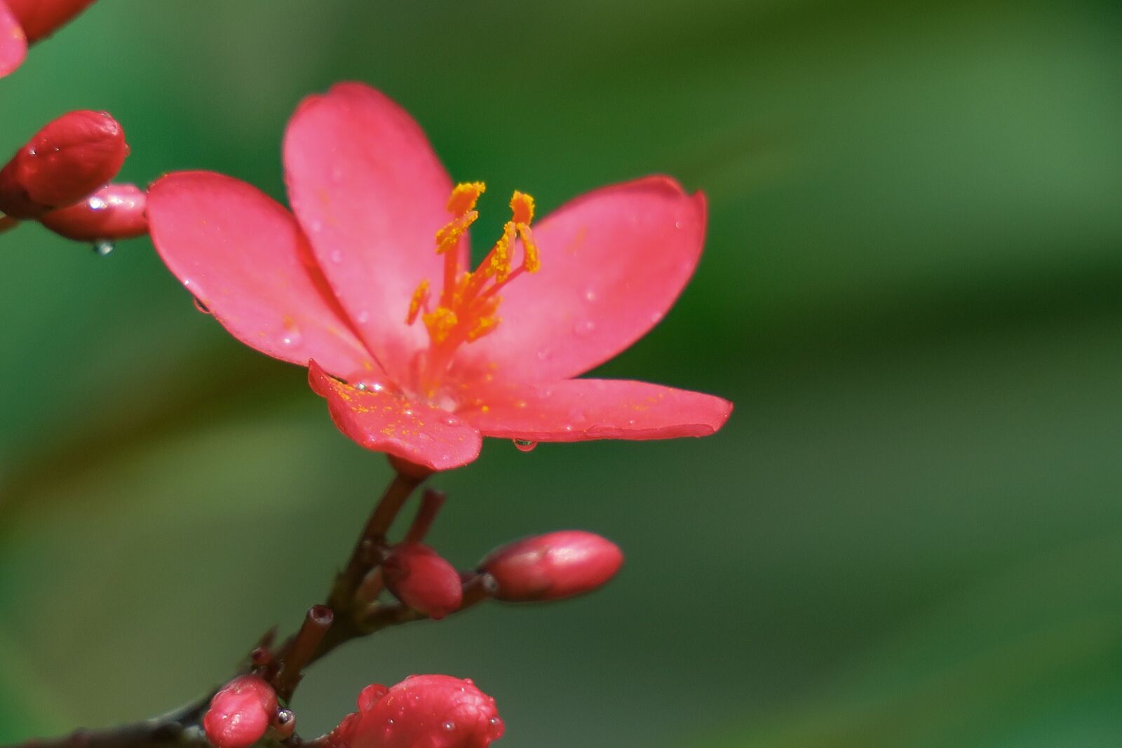 Canon PowerShot G3 X sample photo. Qin leaf coral, nature photography